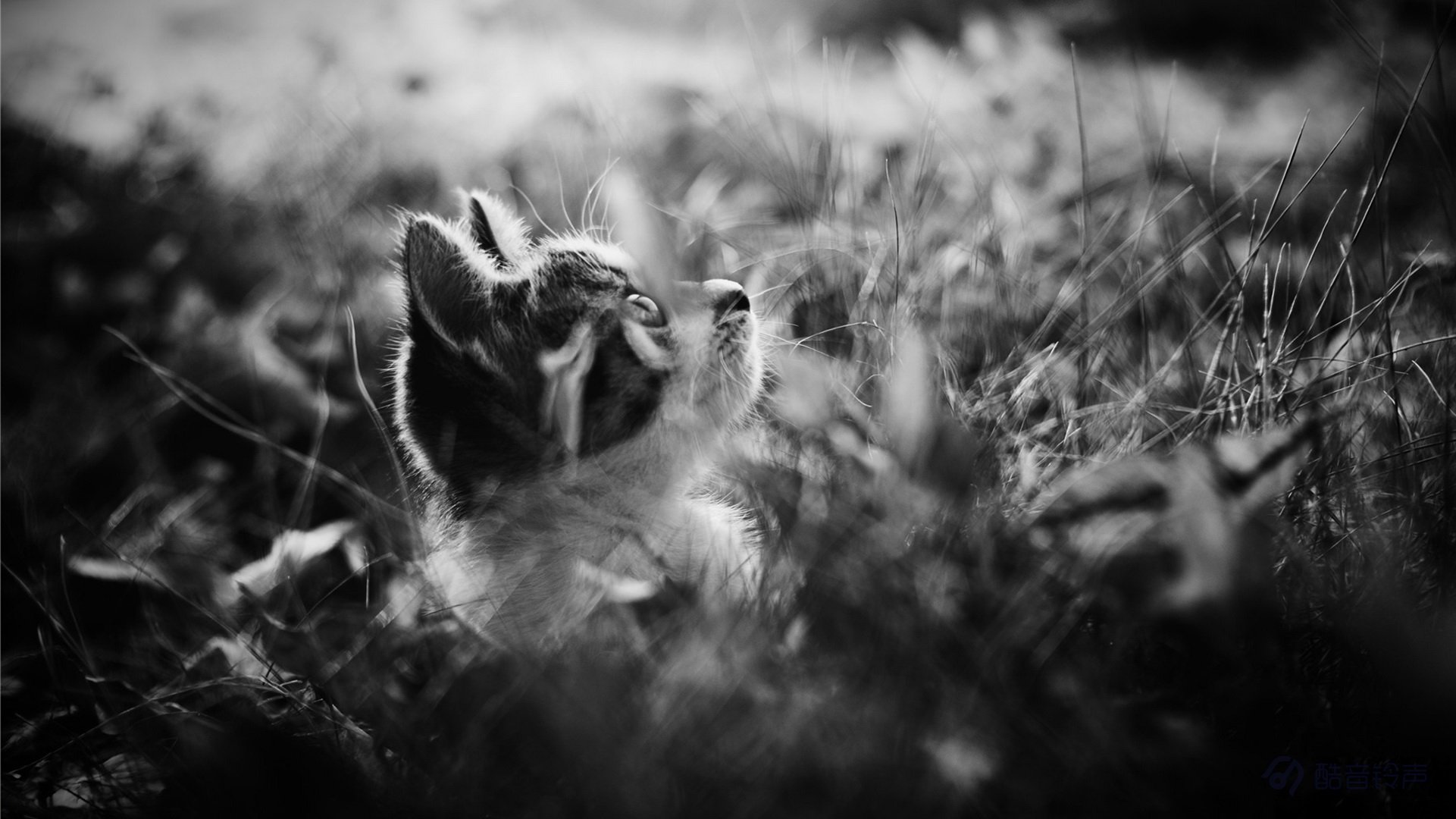 喵星人 萌宠 宠物 猫