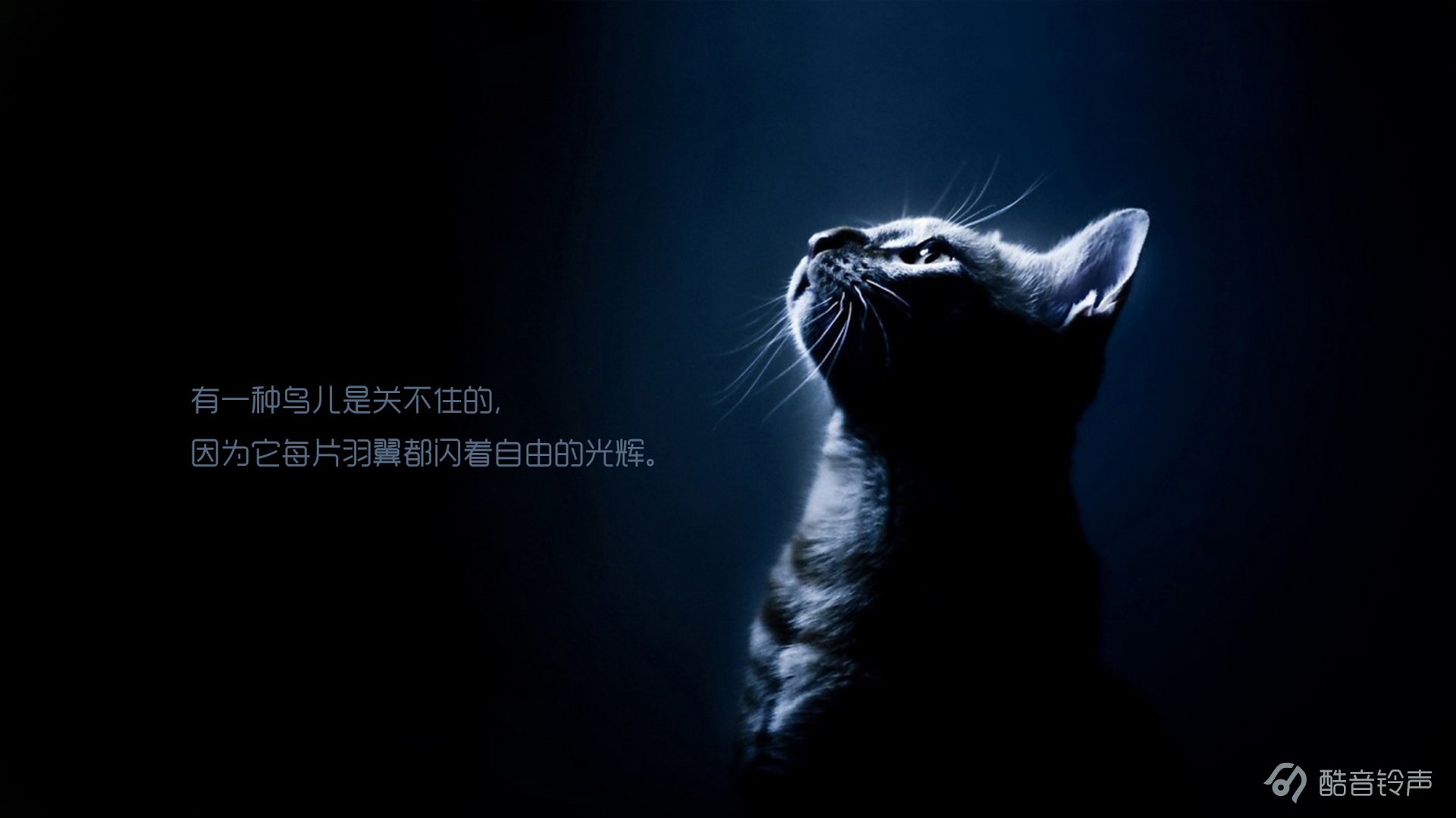 喵星人 萌宠 宠物 猫