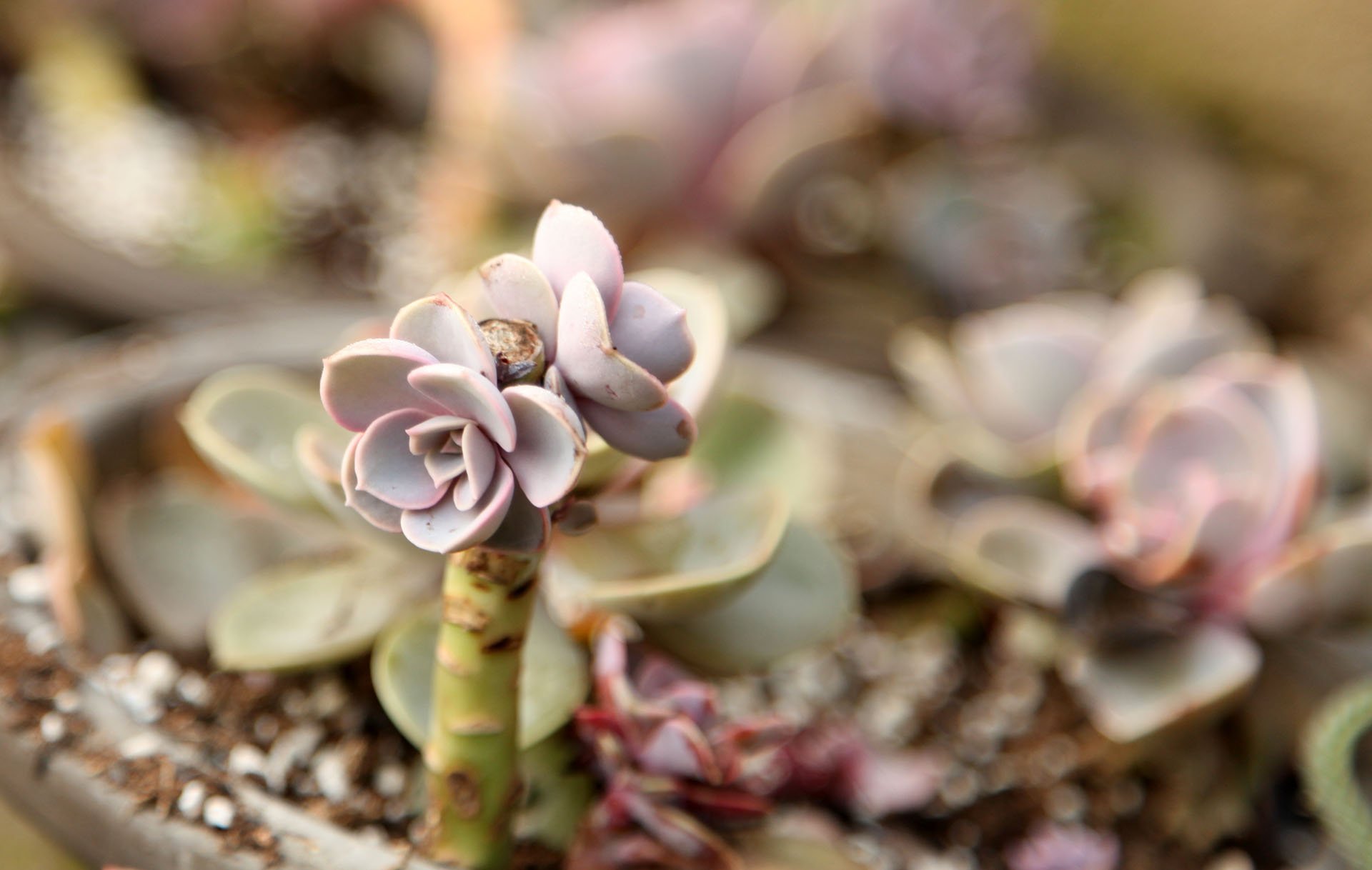 小清新 温暖 干净 安静 唯美 静物 物语 时光 多肉 植物 可爱