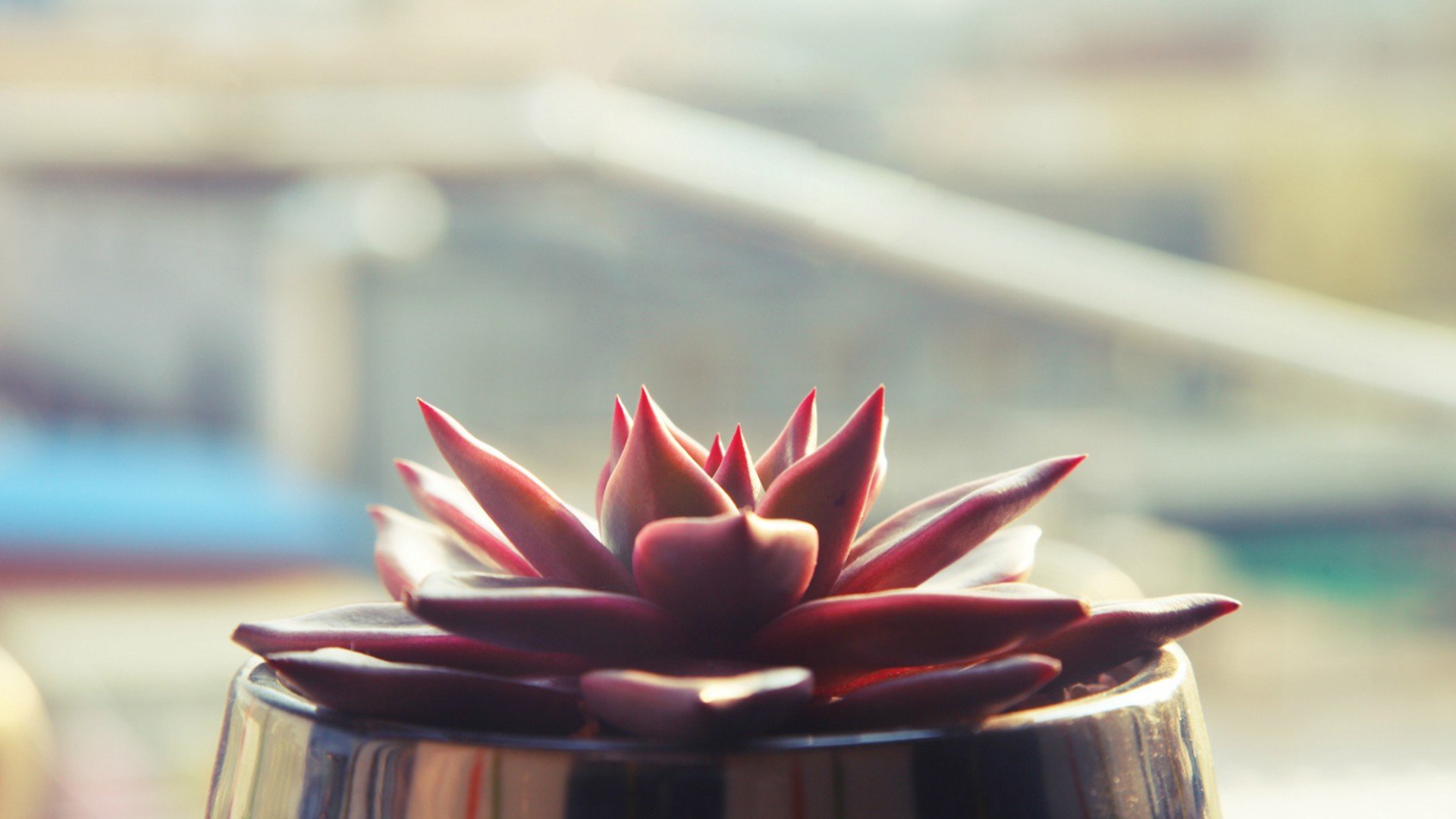 小清新 温暖 干净 安静 唯美 静物 物语 时光 多肉 植物 可爱