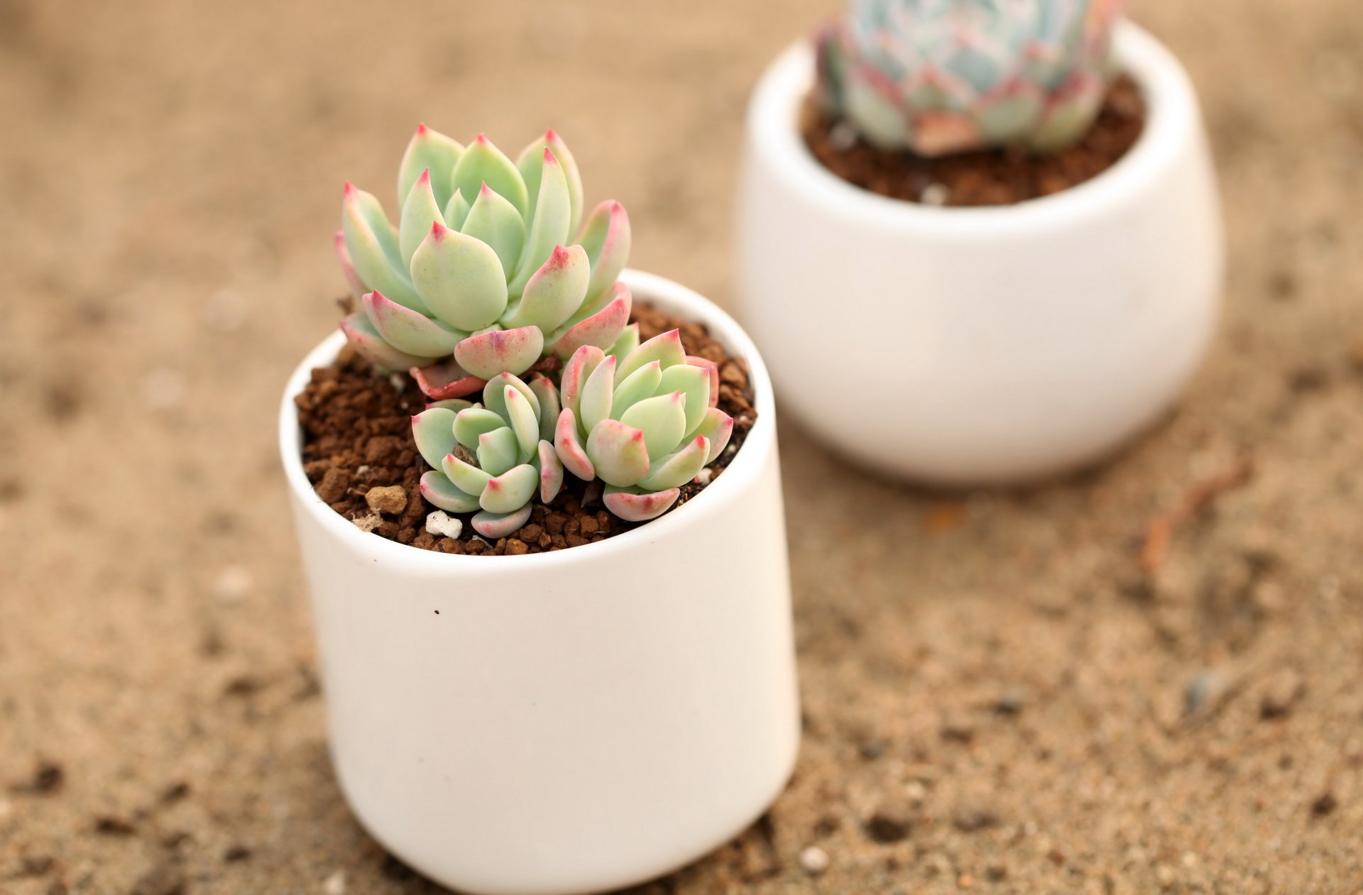 小清新 温暖 干净 安静 唯美 静物 物语 时光 多肉 植物 可爱