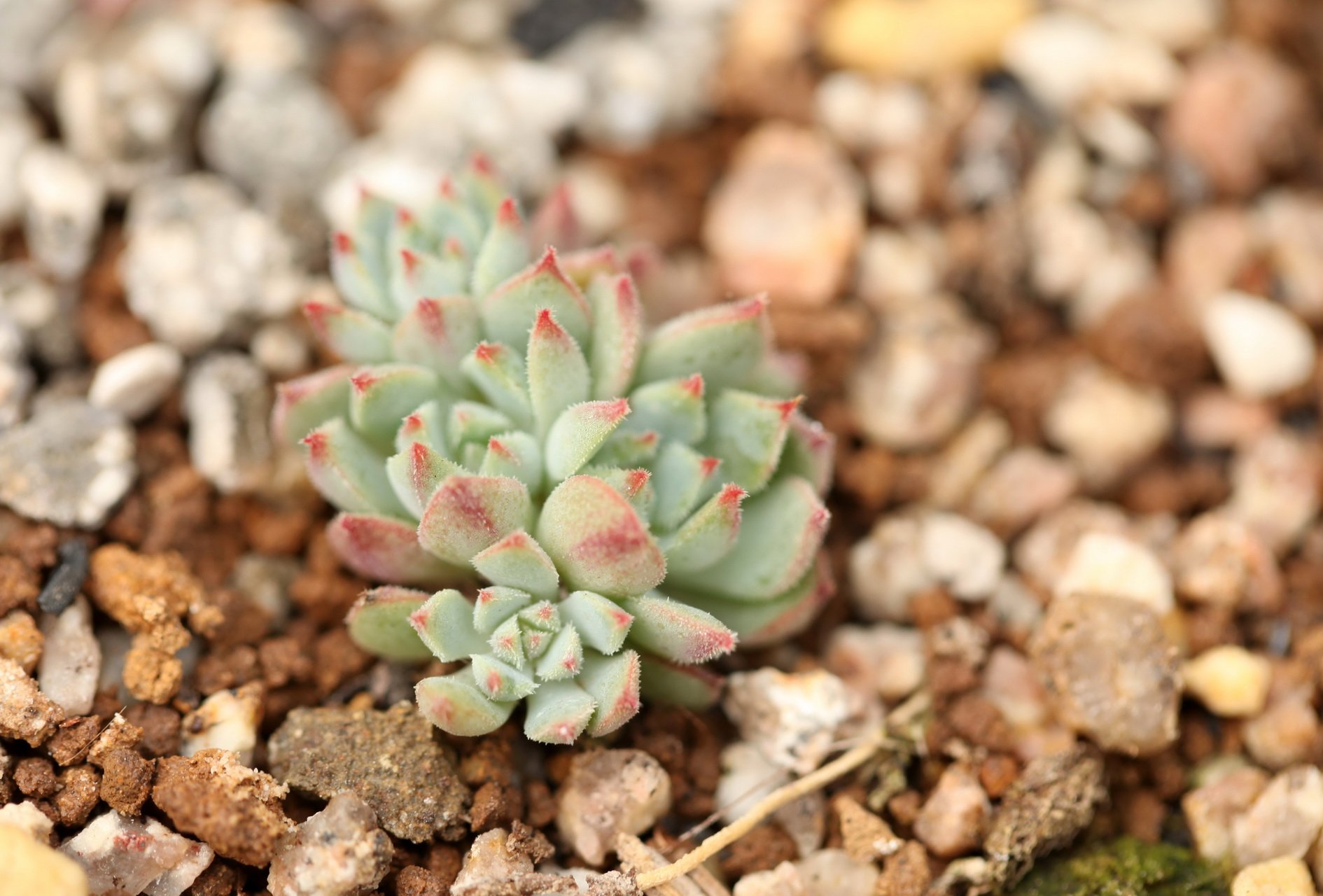 小清新 温暖 干净 安静 唯美 静物 物语 时光 多肉 植物 可爱