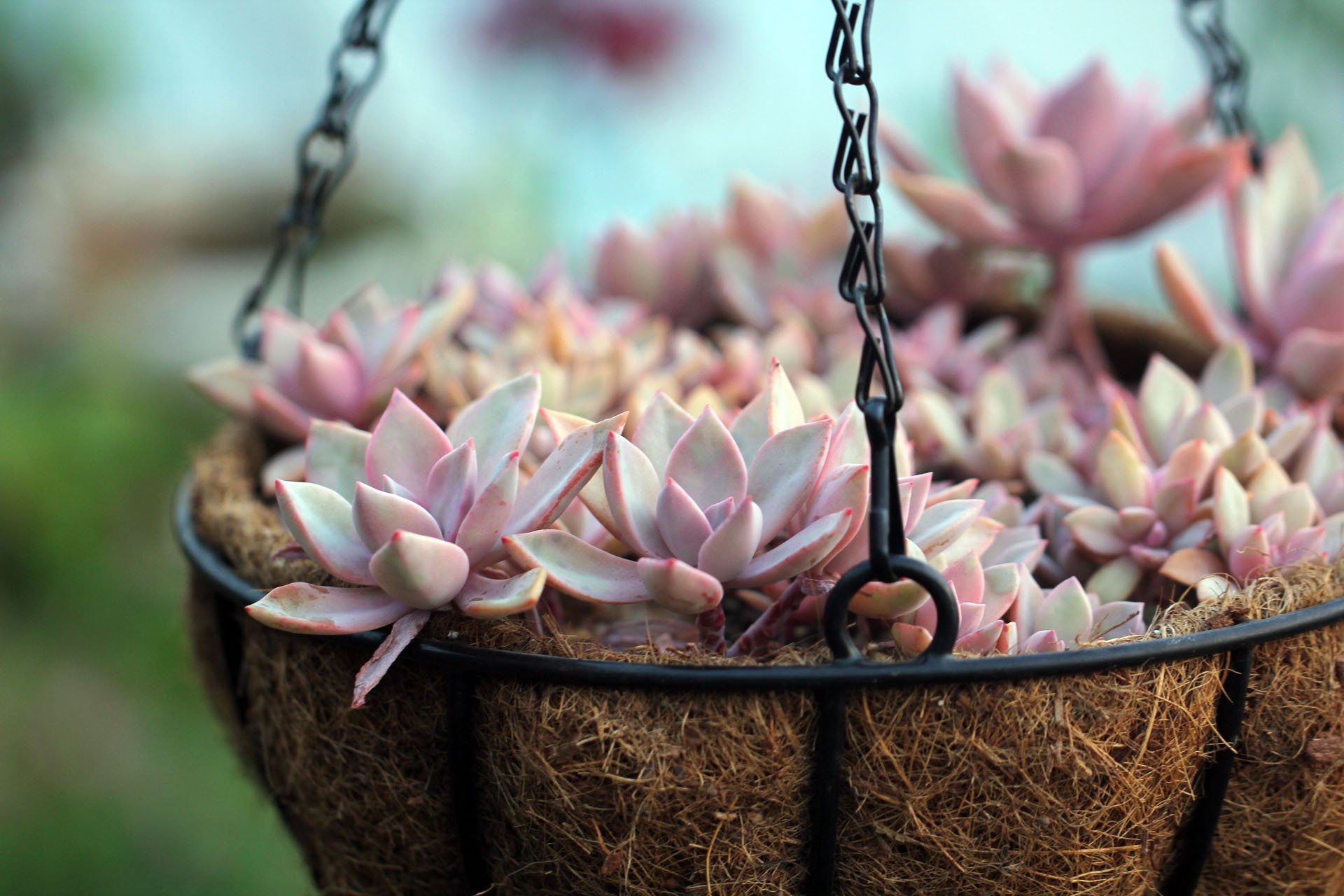 小清新 温暖 干净 安静 唯美 静物 物语 时光 多肉 植物 可爱