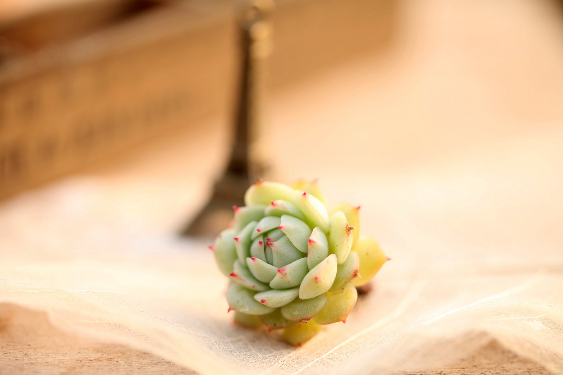 小清新 温暖 干净 安静 唯美 静物 物语 时光 多肉 植物 可爱