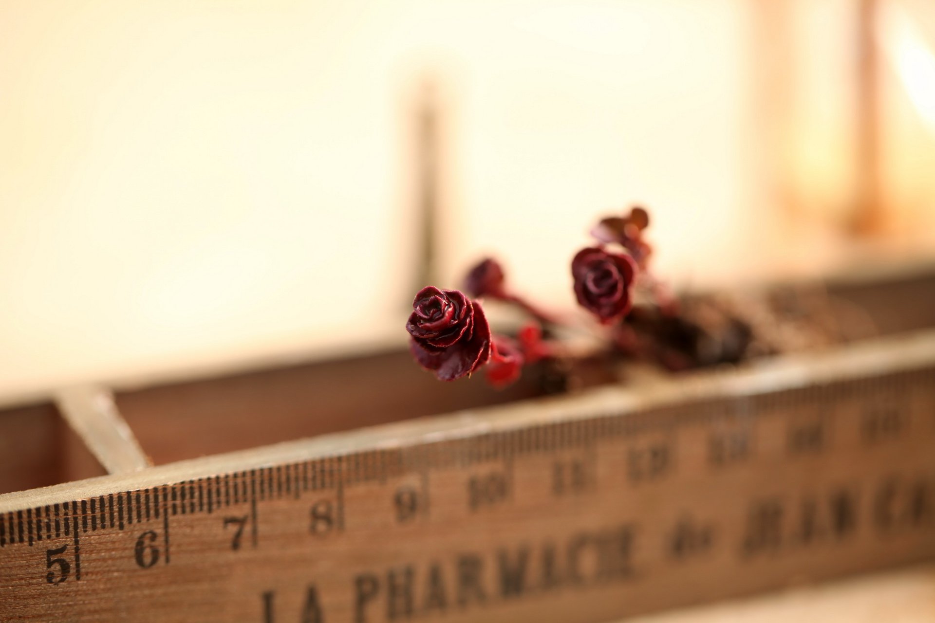 小清新 温暖 干净 安静 唯美 静物 物语 时光 多肉 植物 可爱