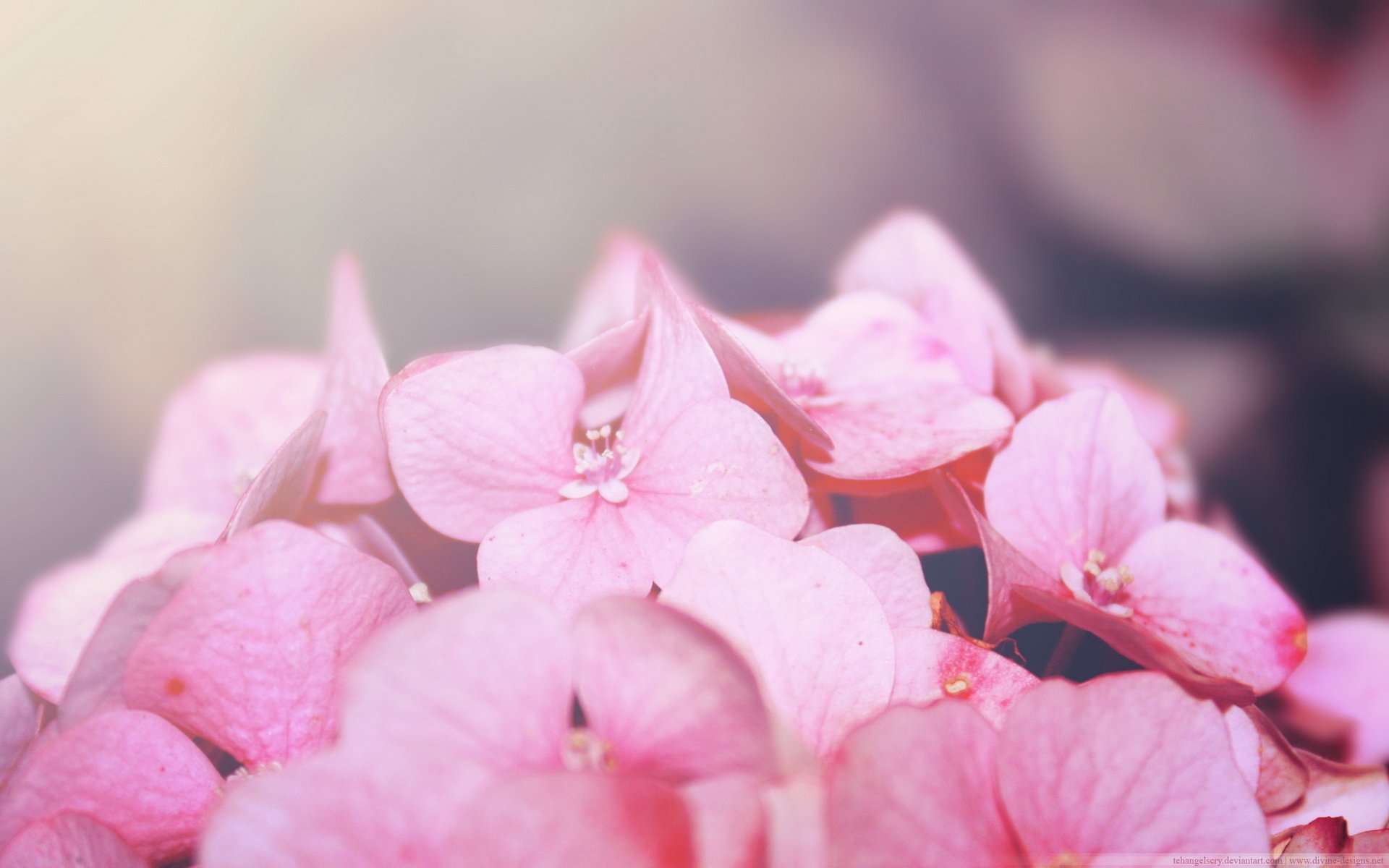 小清新 温暖 干净 安静 唯美 静物 物语 时光 花 清新淡雅 鸟语花香