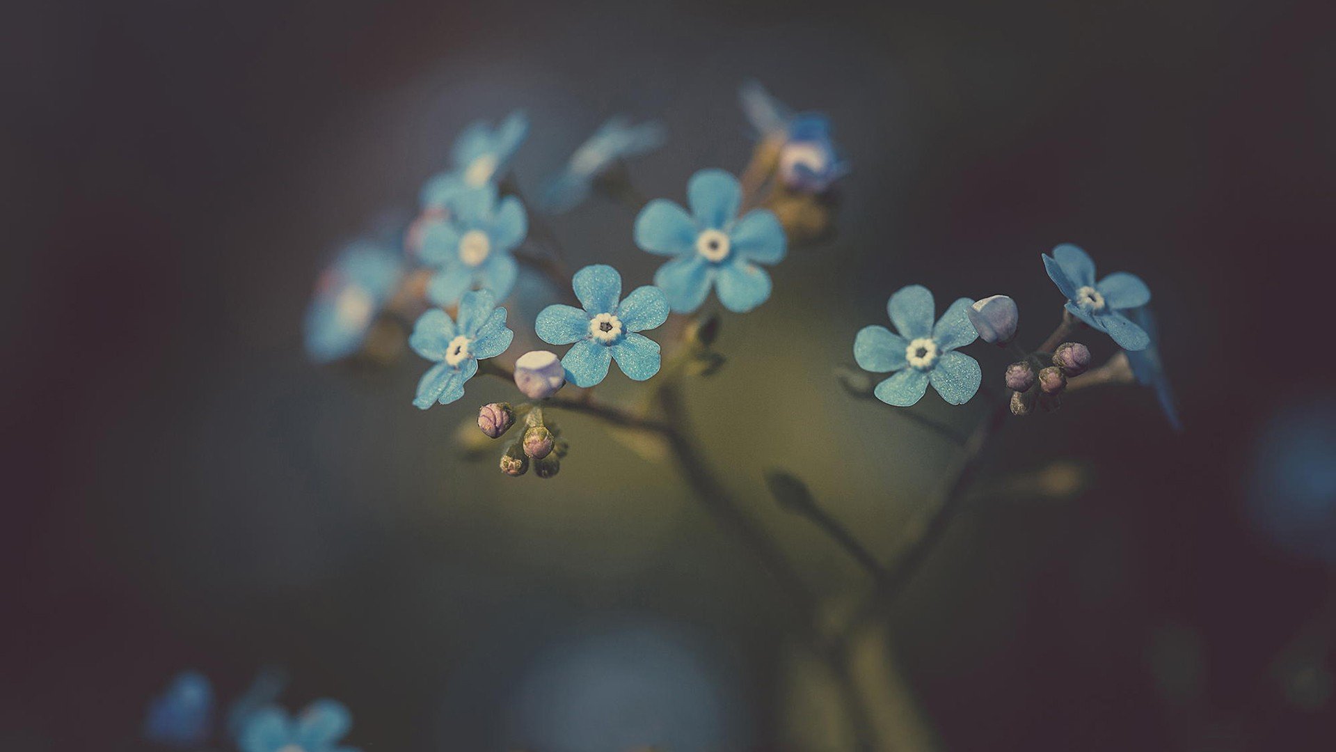 小清新 温暖 干净 安静 唯美 静物 物语 时光 花 清新淡雅 鸟语花香