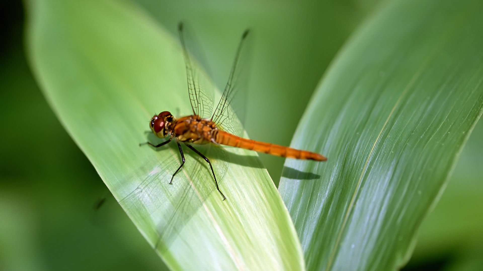 小清新 温暖 干净 安静 唯美 静物 物语 时光 清新淡雅 宁静安详