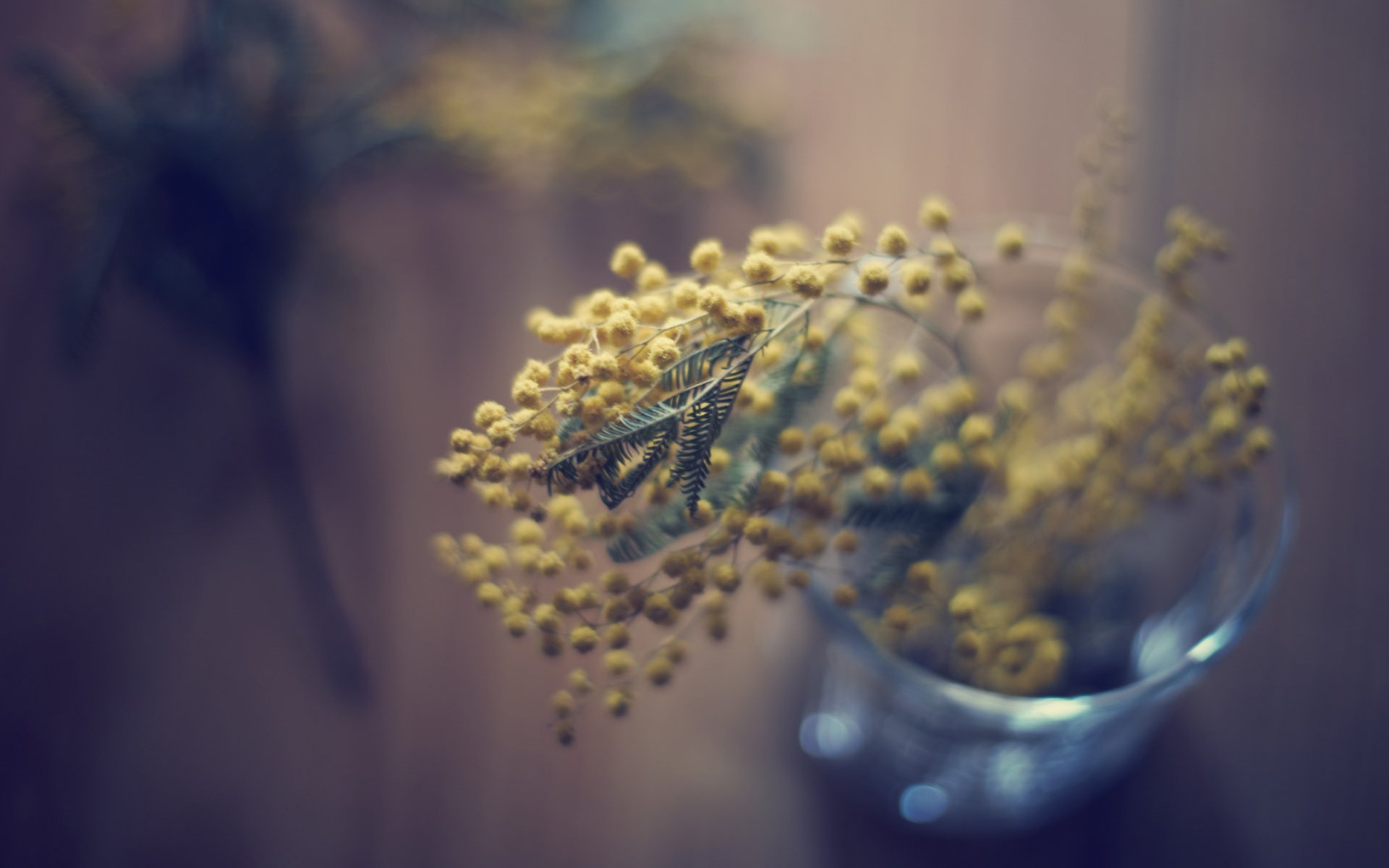 小清新 温暖 干净 安静 唯美 静物 物语 时光 清新淡雅 花朵