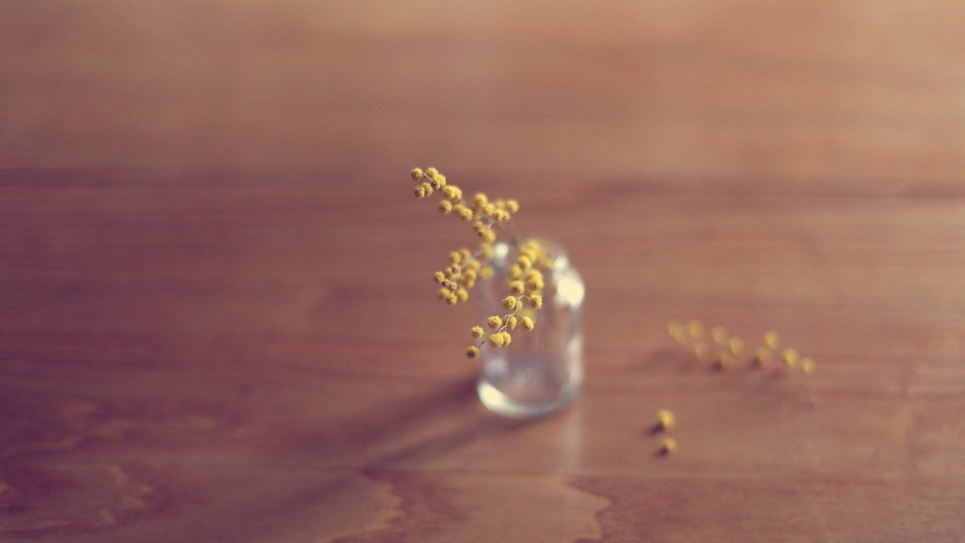 小清新 温暖 干净 安静 唯美 静物 物语 时光 清新淡雅 花朵