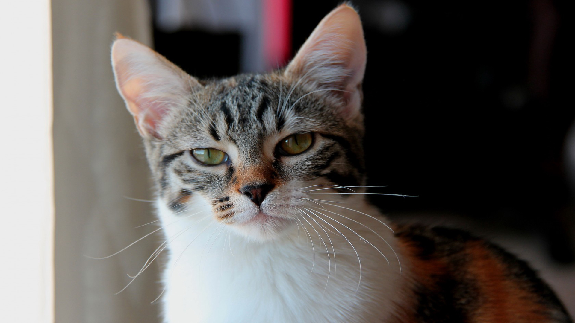 喵星人  萌宠小喵咪  呆萌