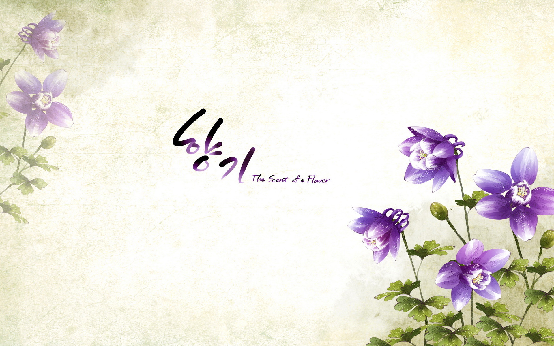 小清新 浪漫 简约 花卉 宽屏