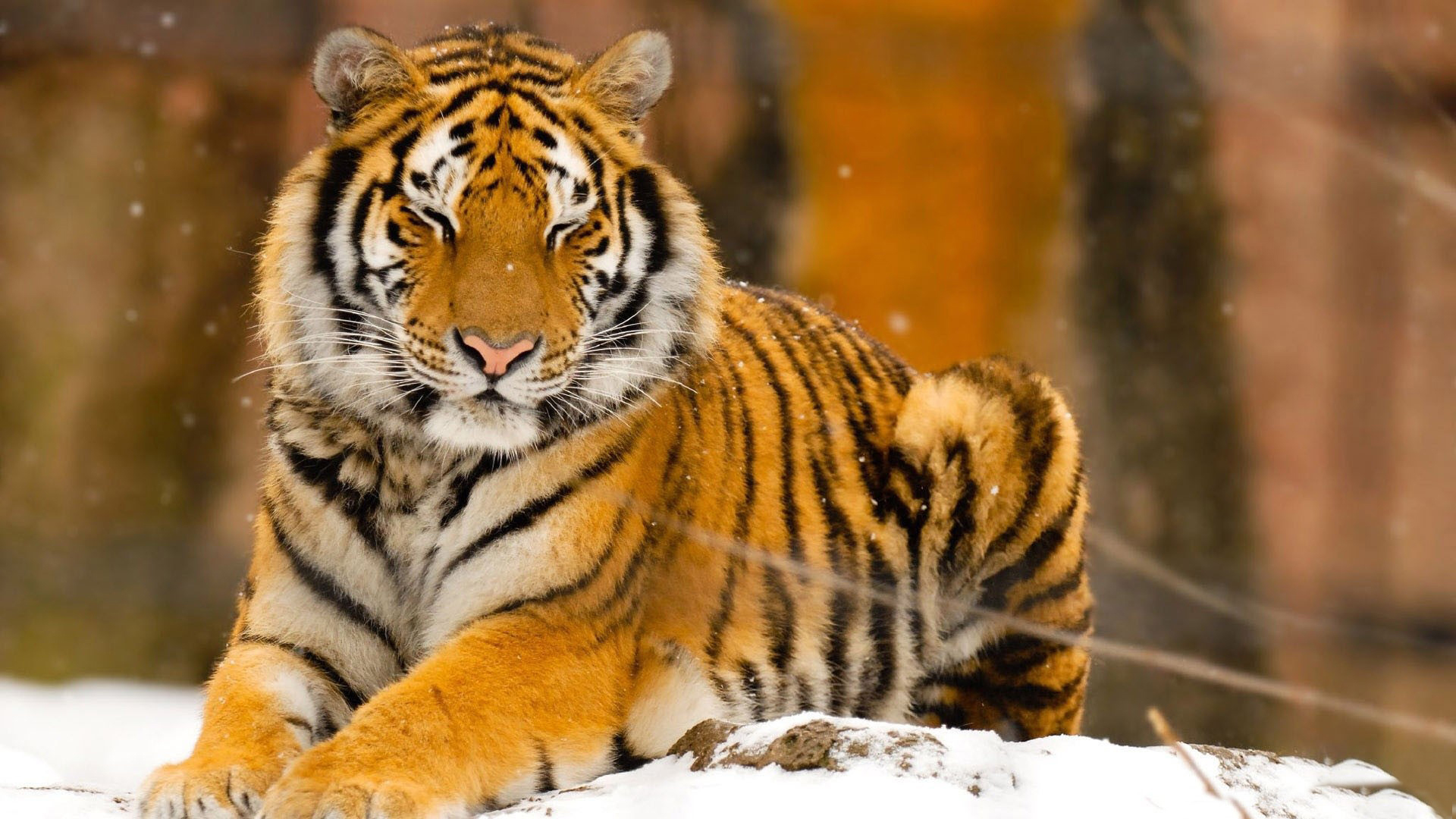 动物 野生动物 老虎