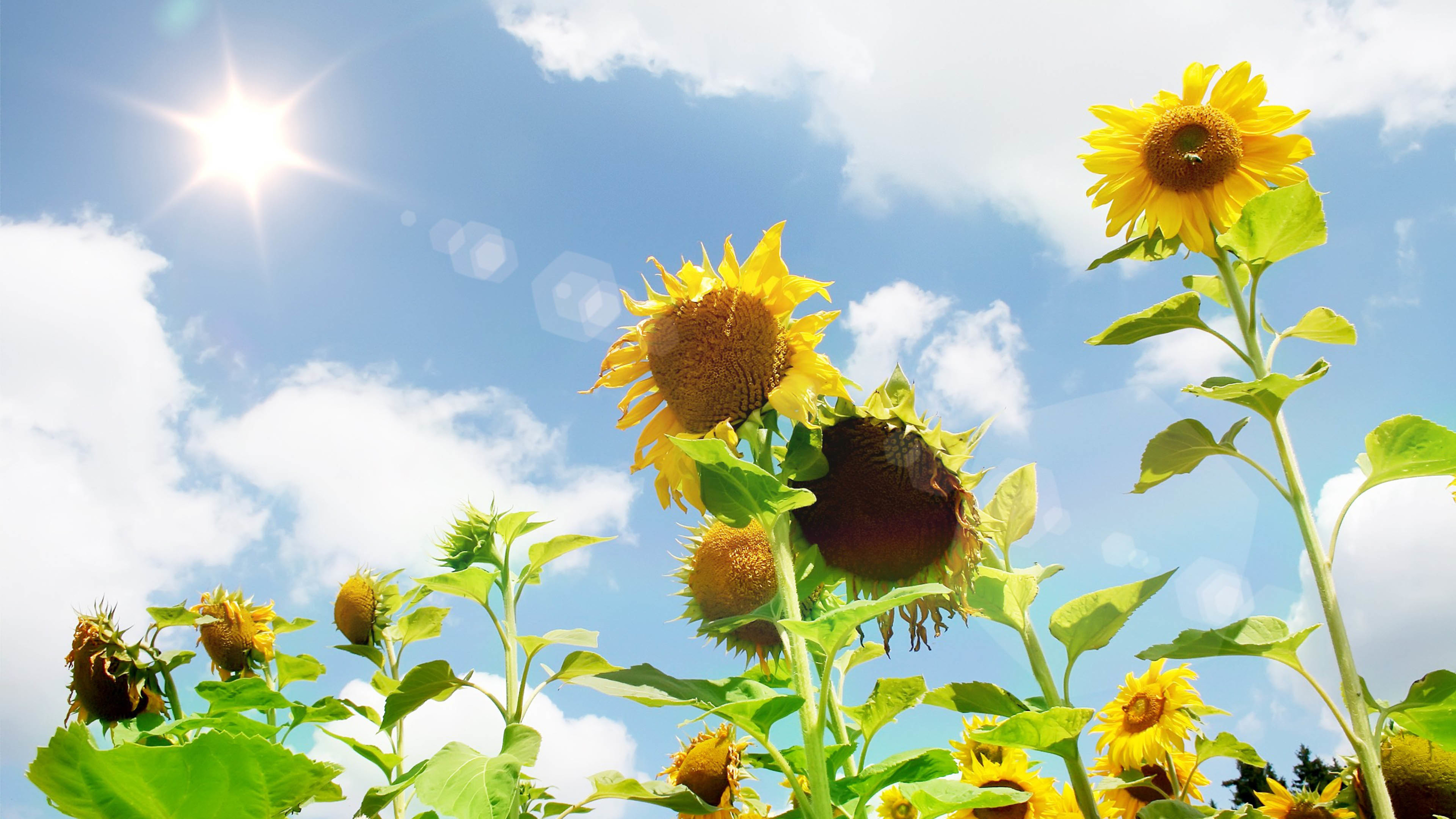 向日葵 太阳花 阳光