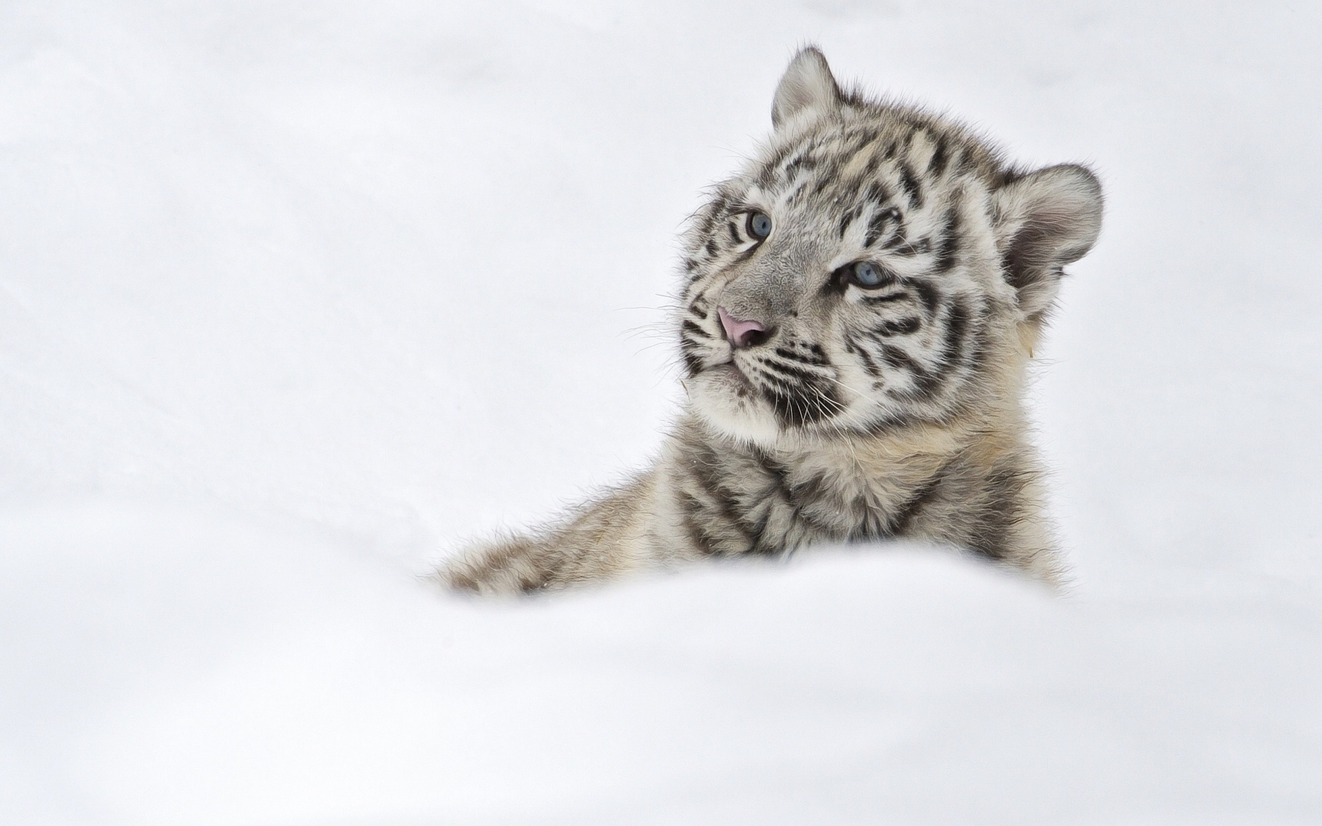 萌宠 动物 老虎 白虎