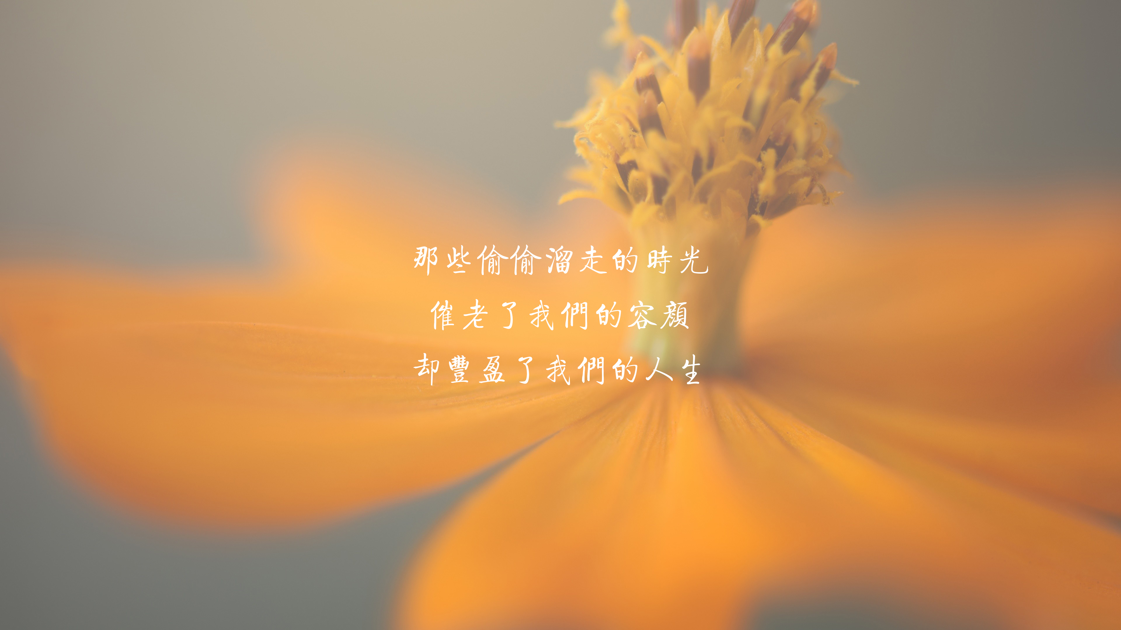 文字 唯美 花卉 时光