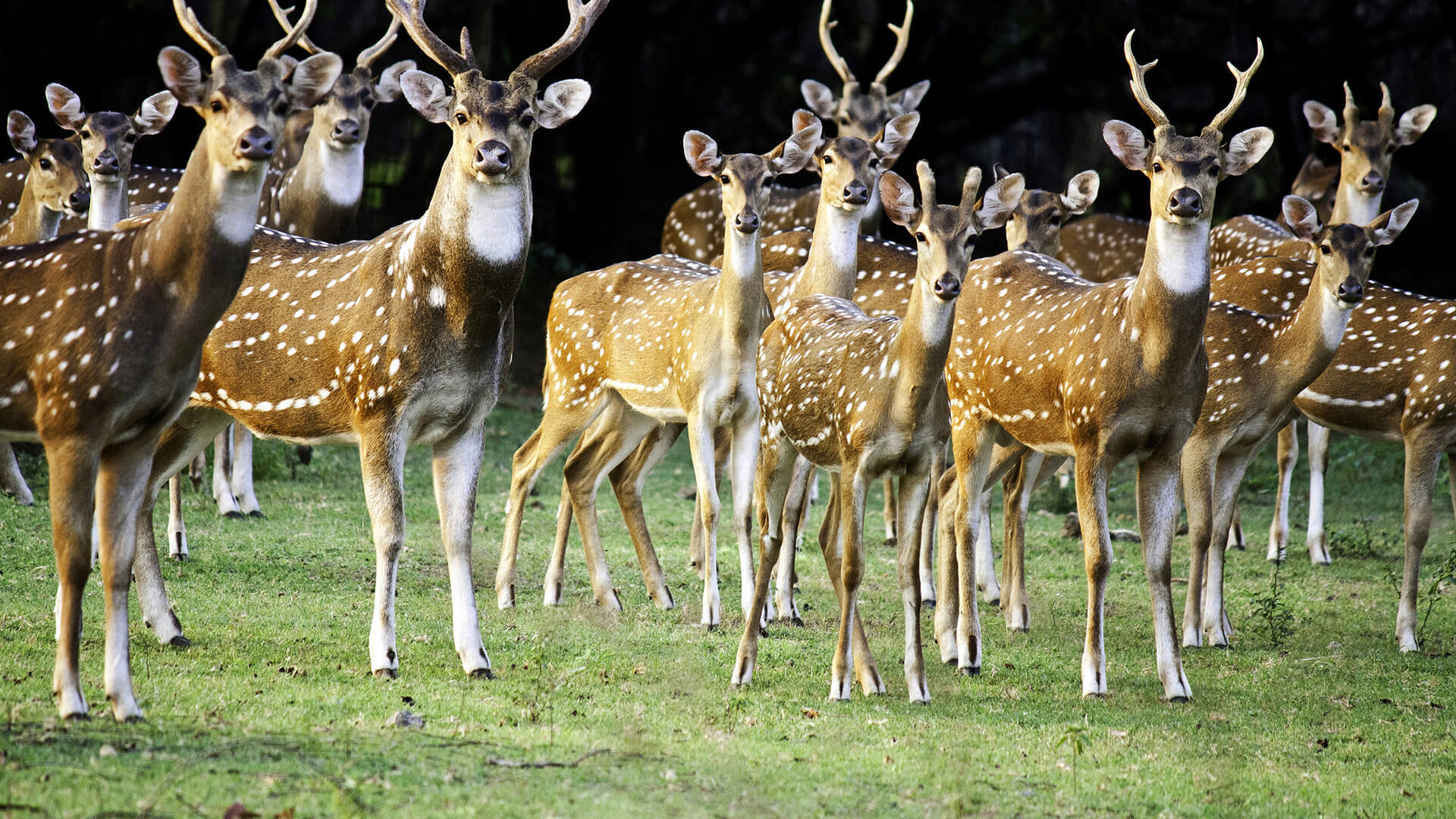 萌宠动物 野生动物 长颈鹿 梅花鹿