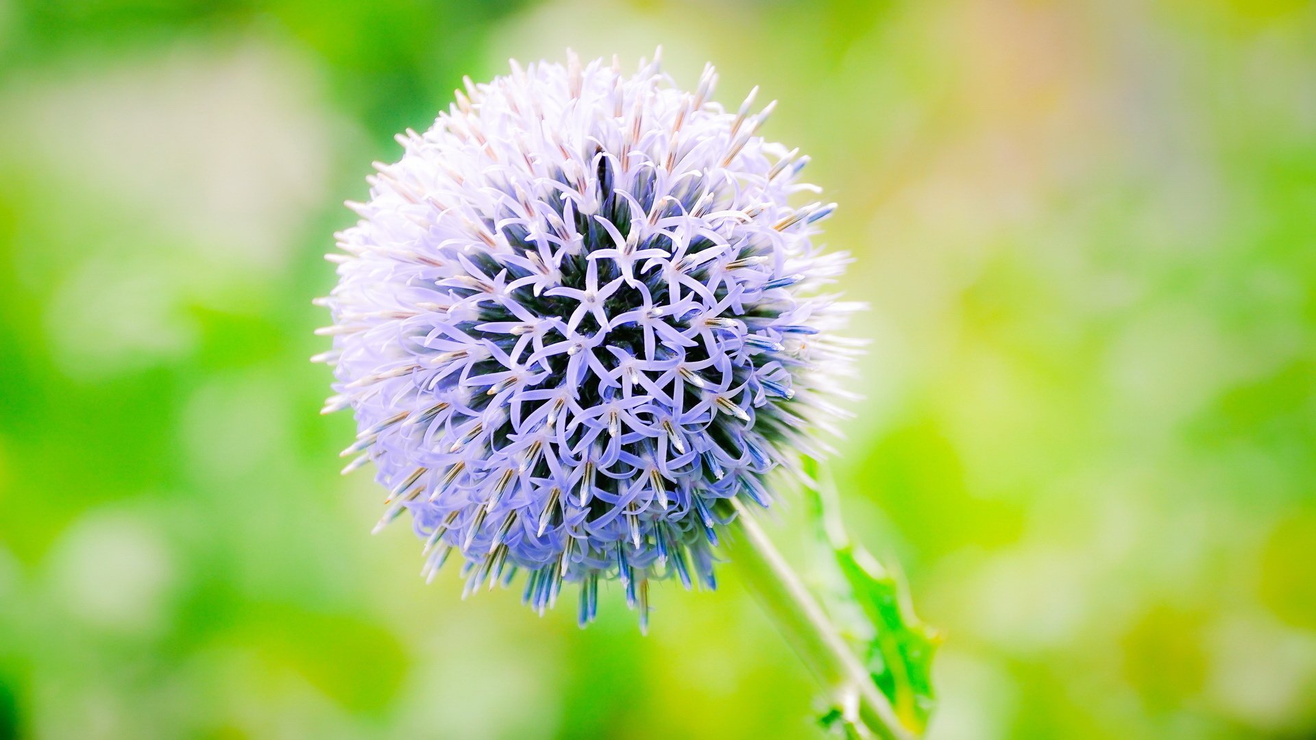 小清新 简单 可爱