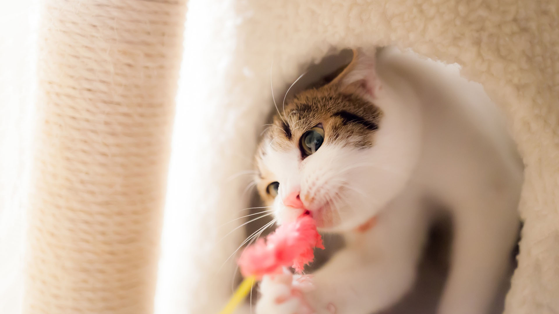 萌宠 动物 猫 喵星人