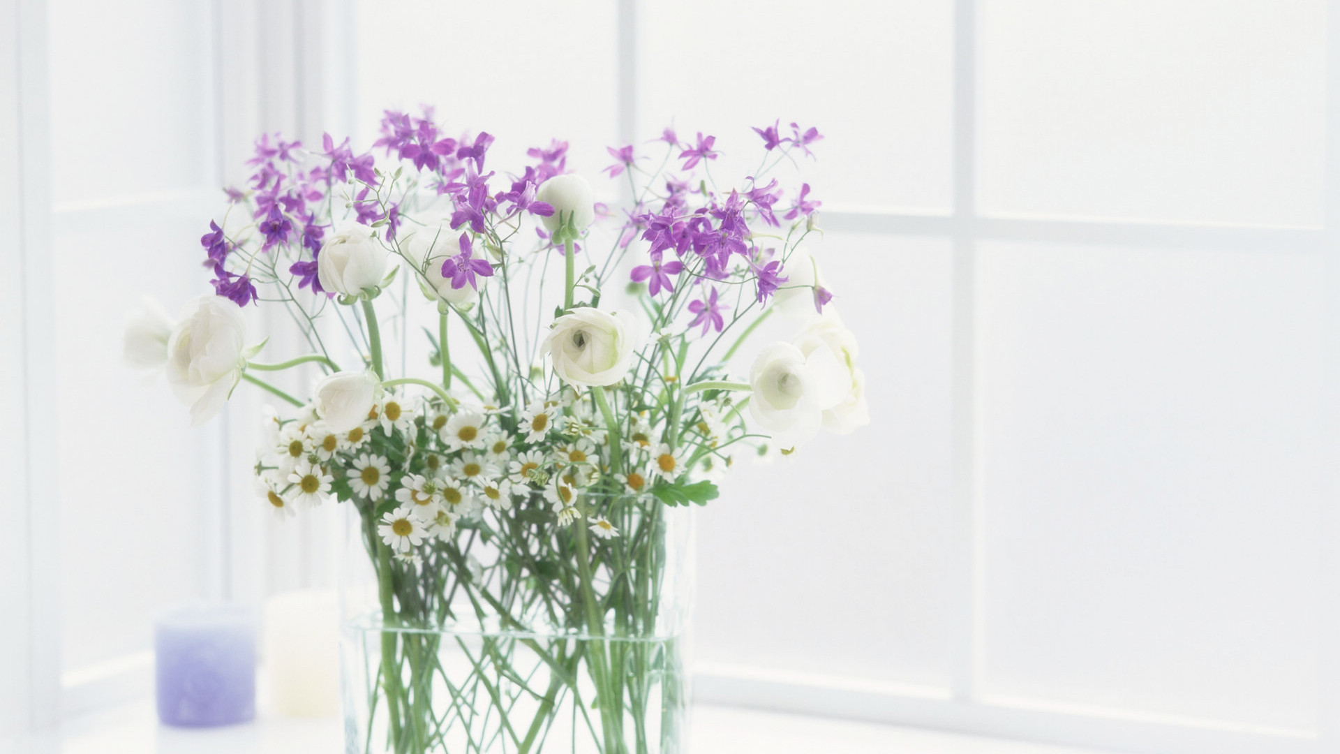 静物写真  简洁  盆栽  绿色  植物   养眼