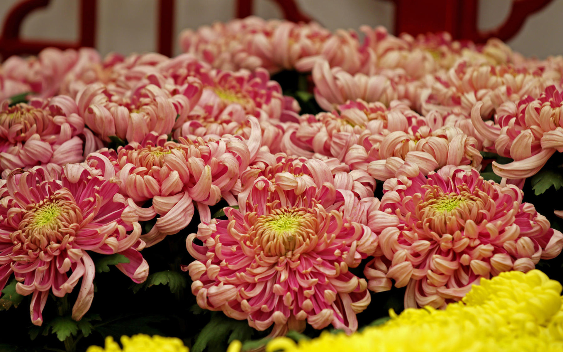 菊花 娇艳欲滴 植物