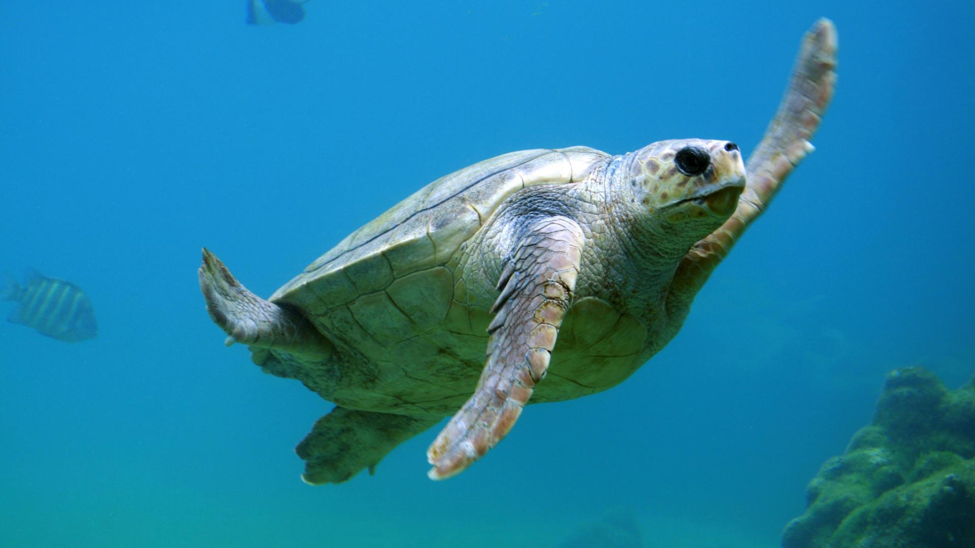 动物 大海 海龟