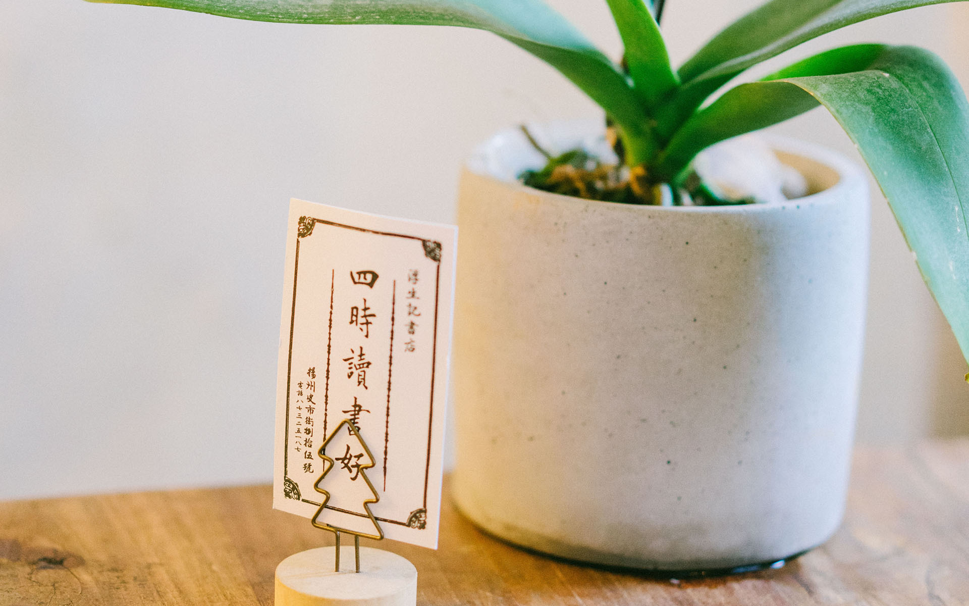 静物写真  简洁  绿色  植物   养眼  阳光