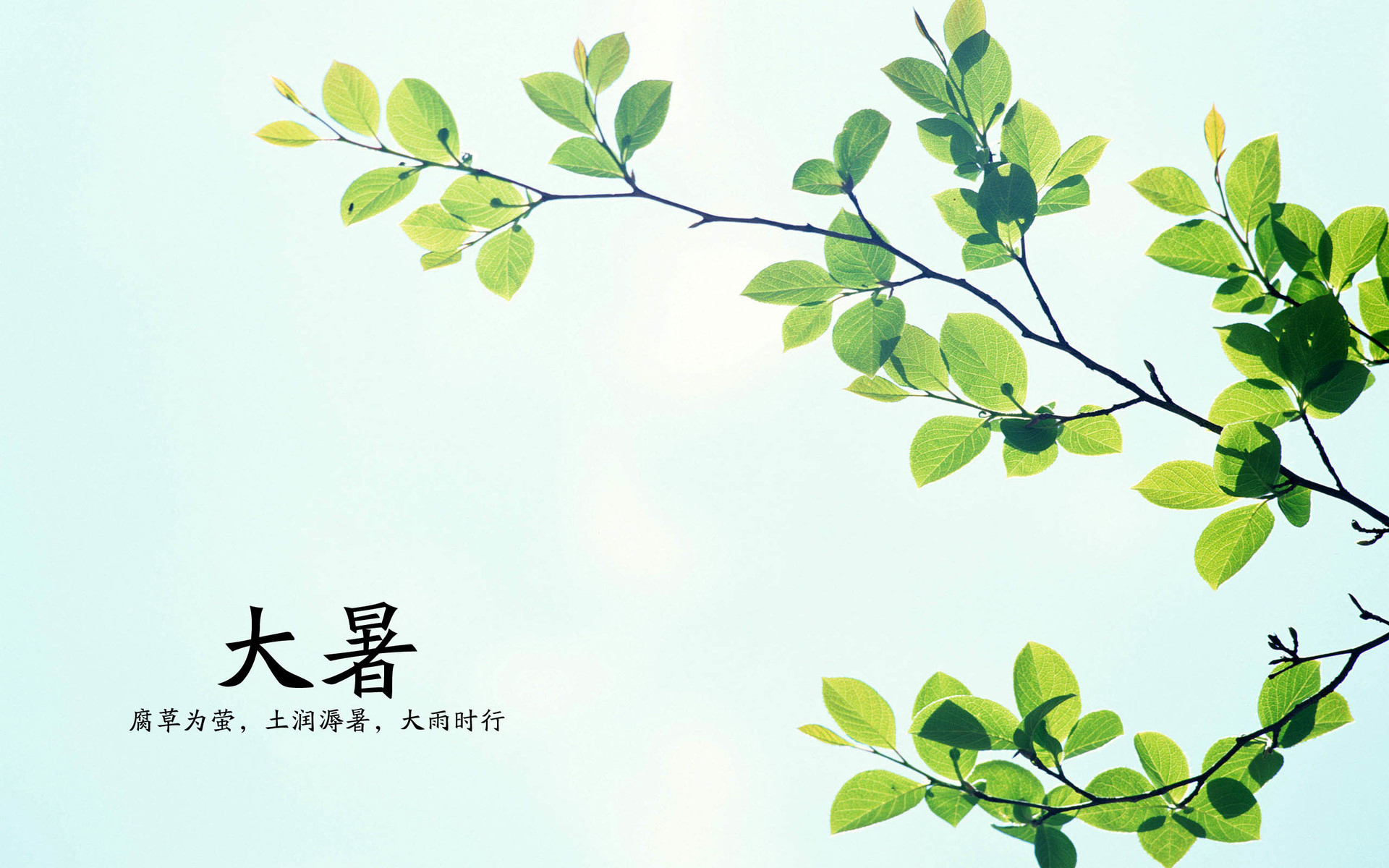 二十四节气 大暑