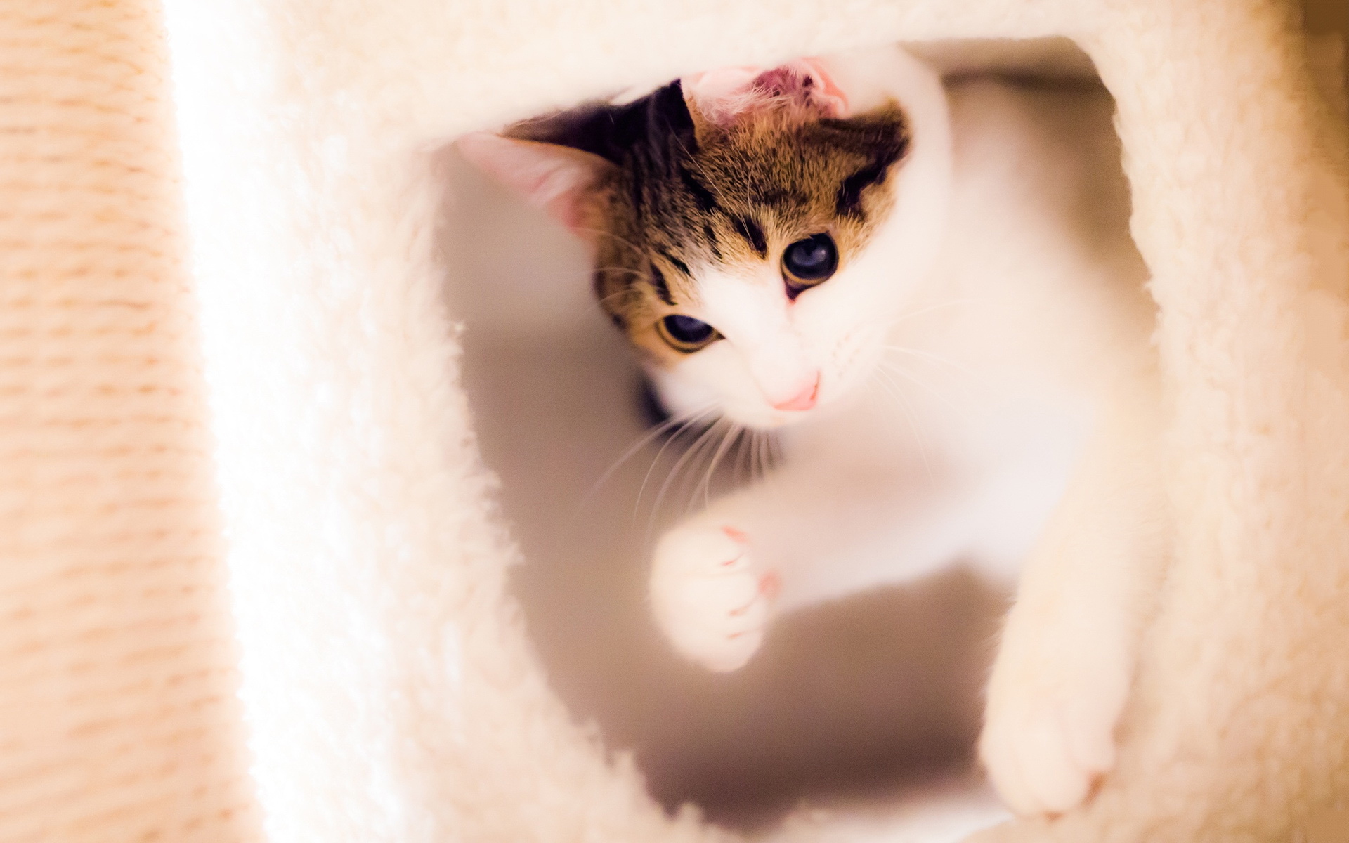 动物 萌宠 猫 喵星人