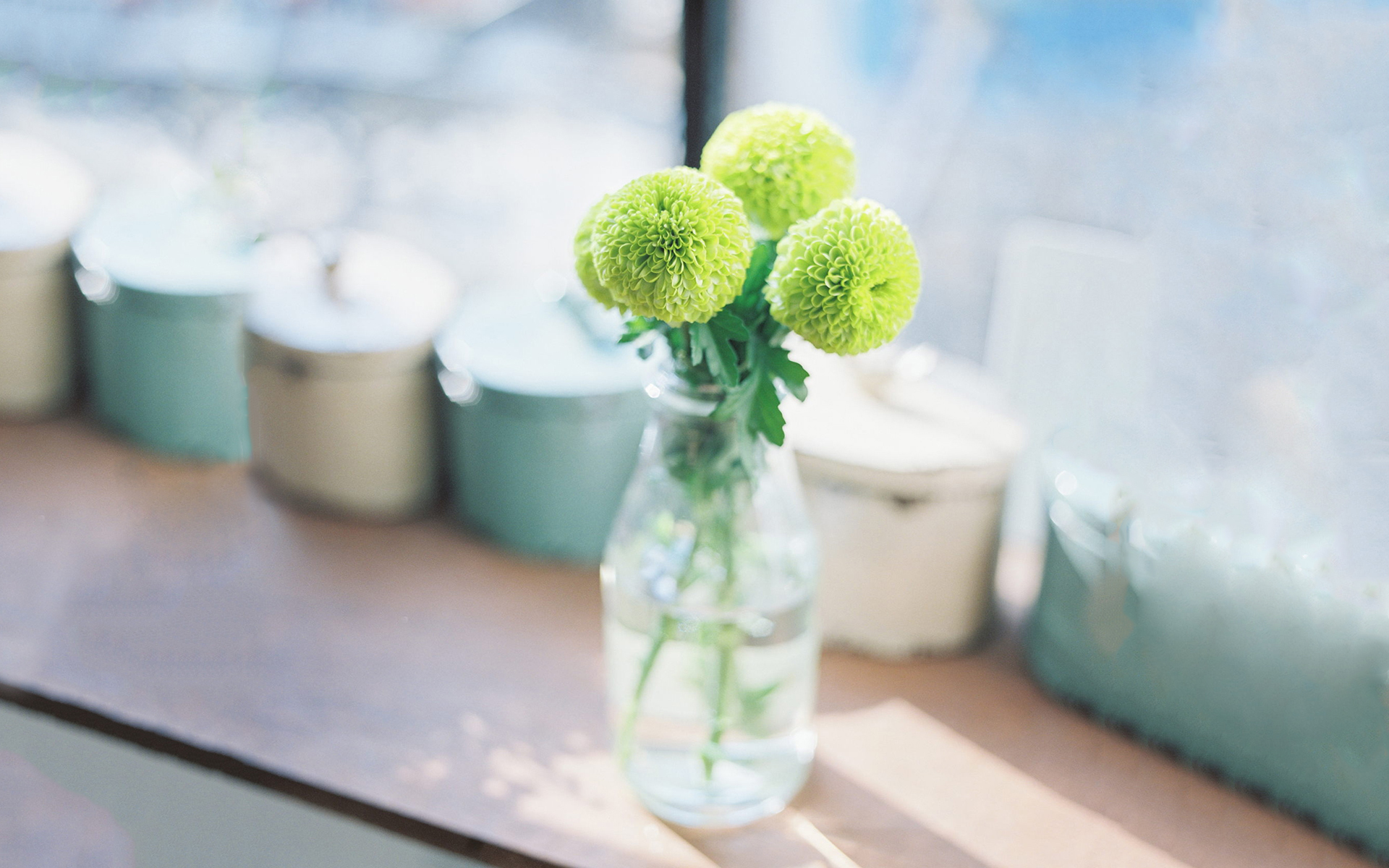 小清新 静物写真 花瓶