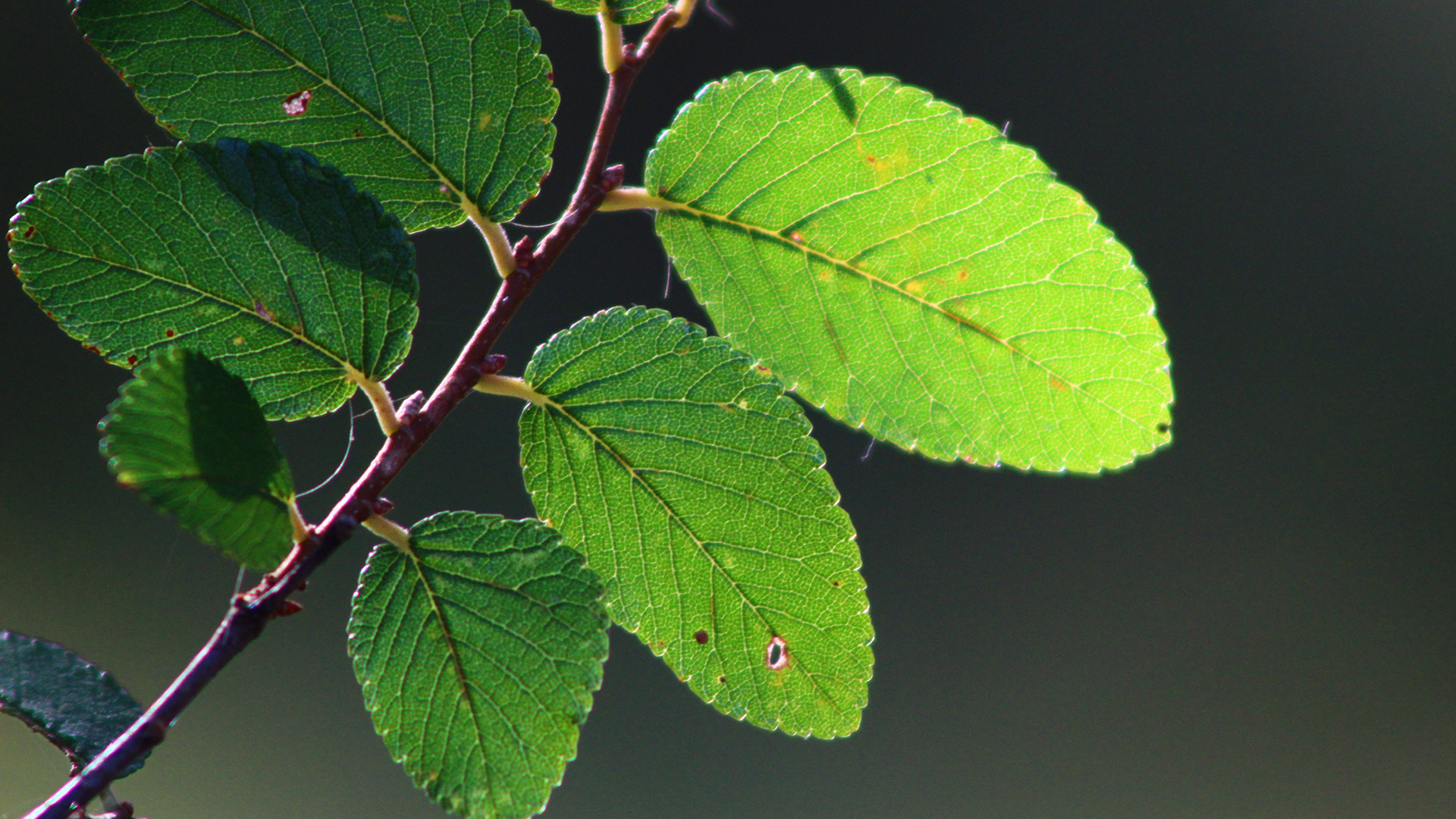 小清新 清新淡雅 绿叶 树叶
