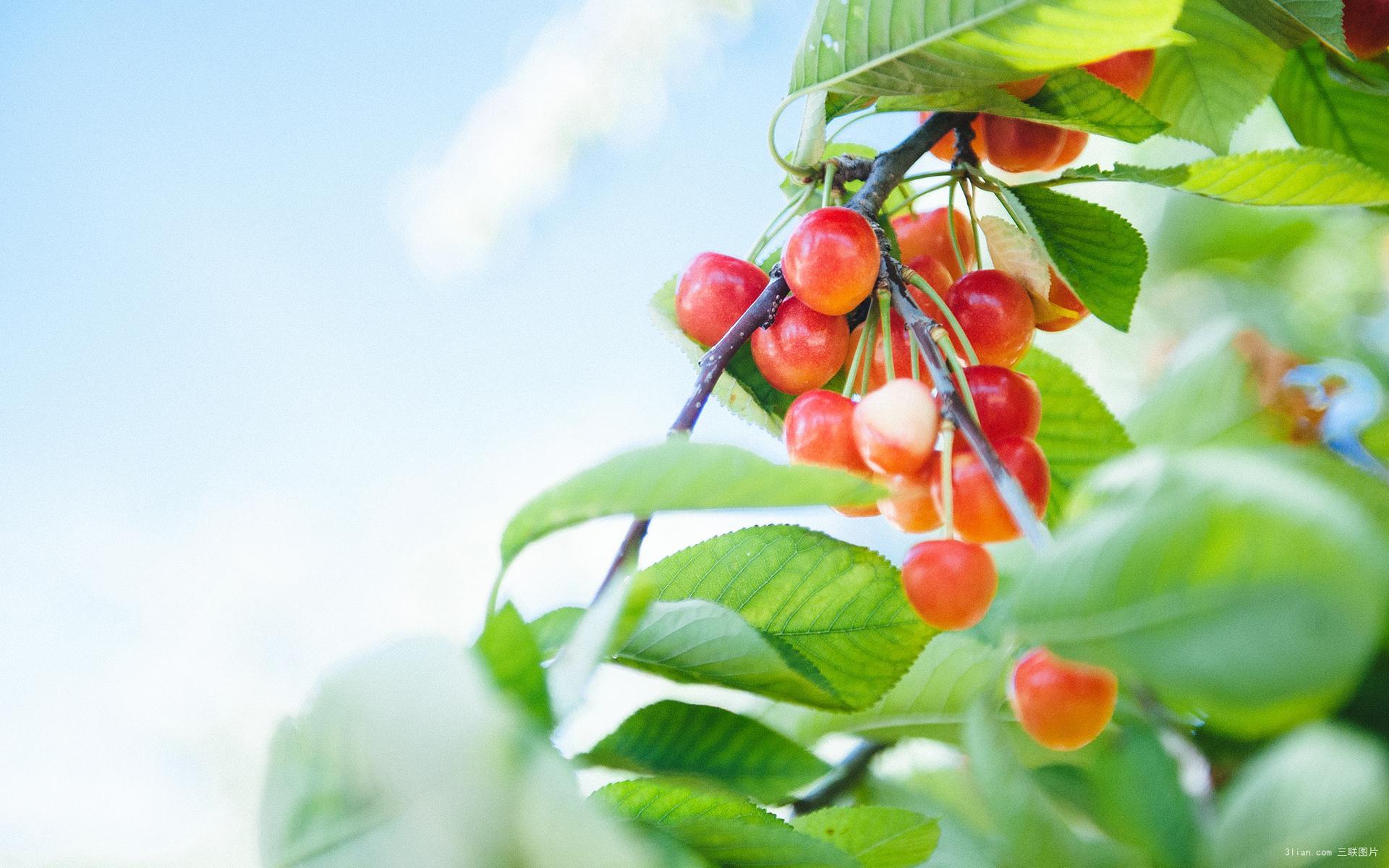 小清新 樱桃 诱人 宽屏
