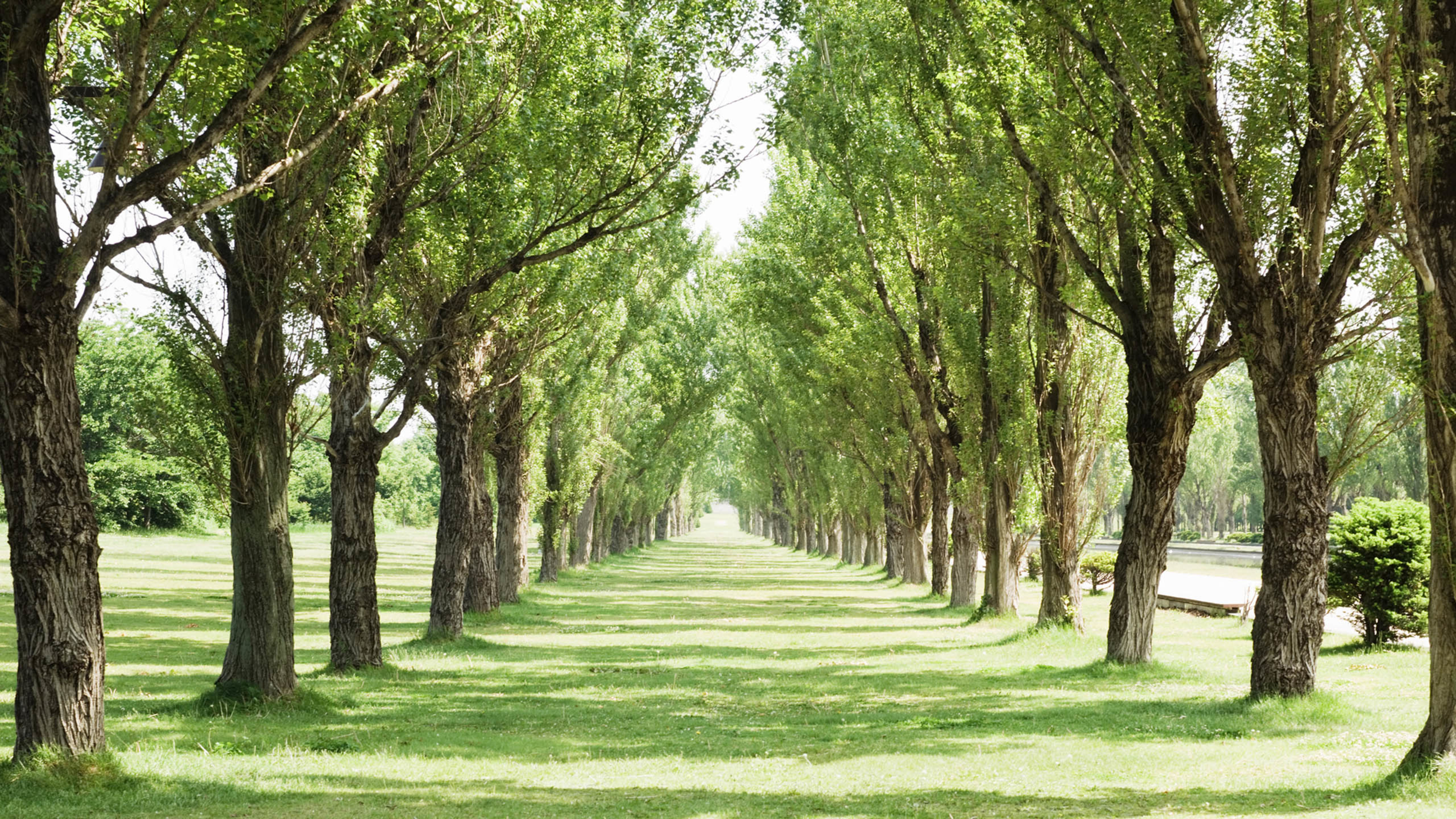 树林 草地 整齐排列
