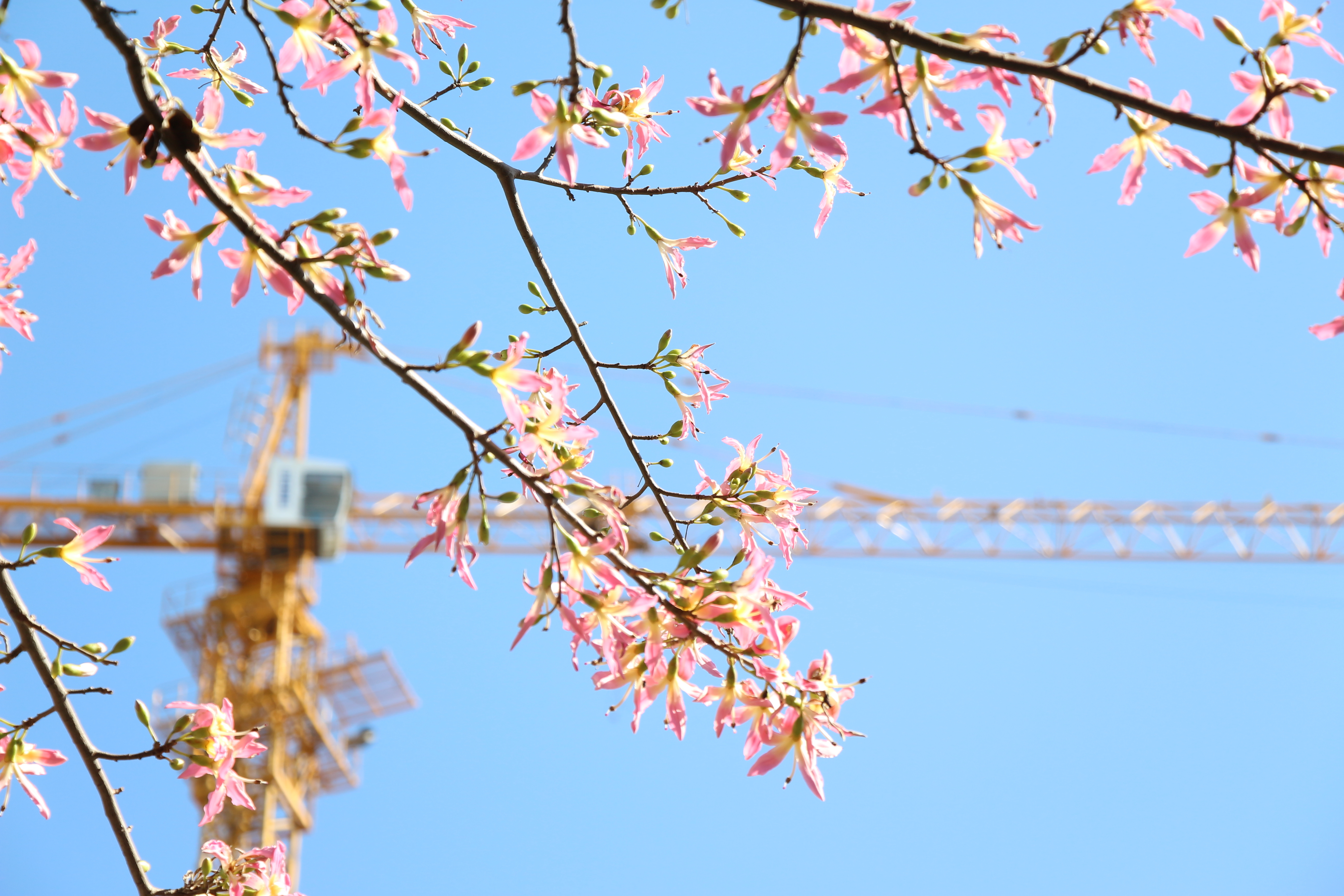 风景 小清新 冬天 蓝天 花 日系