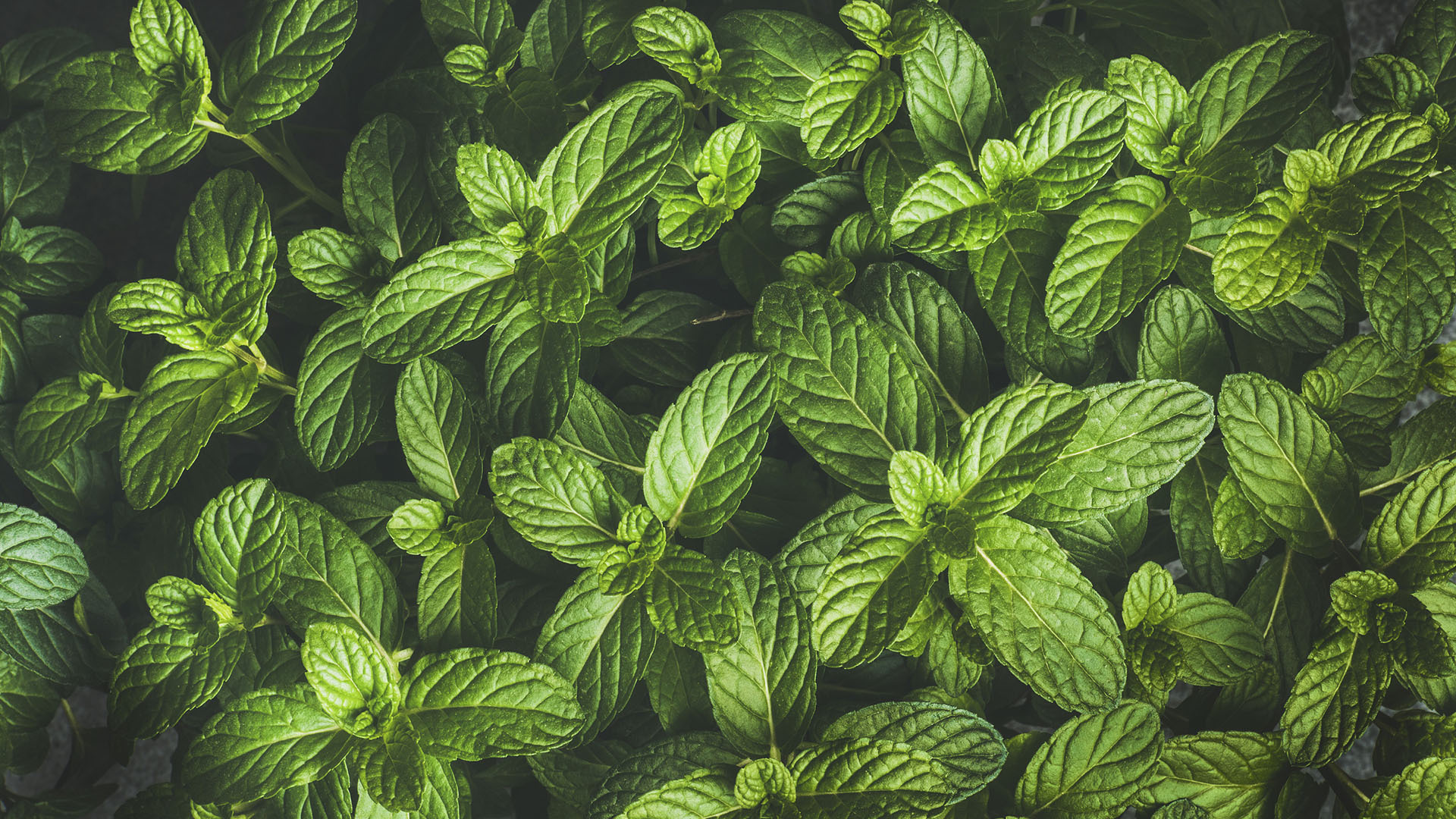 小清新 护眼壁纸 绿色 薄荷叶