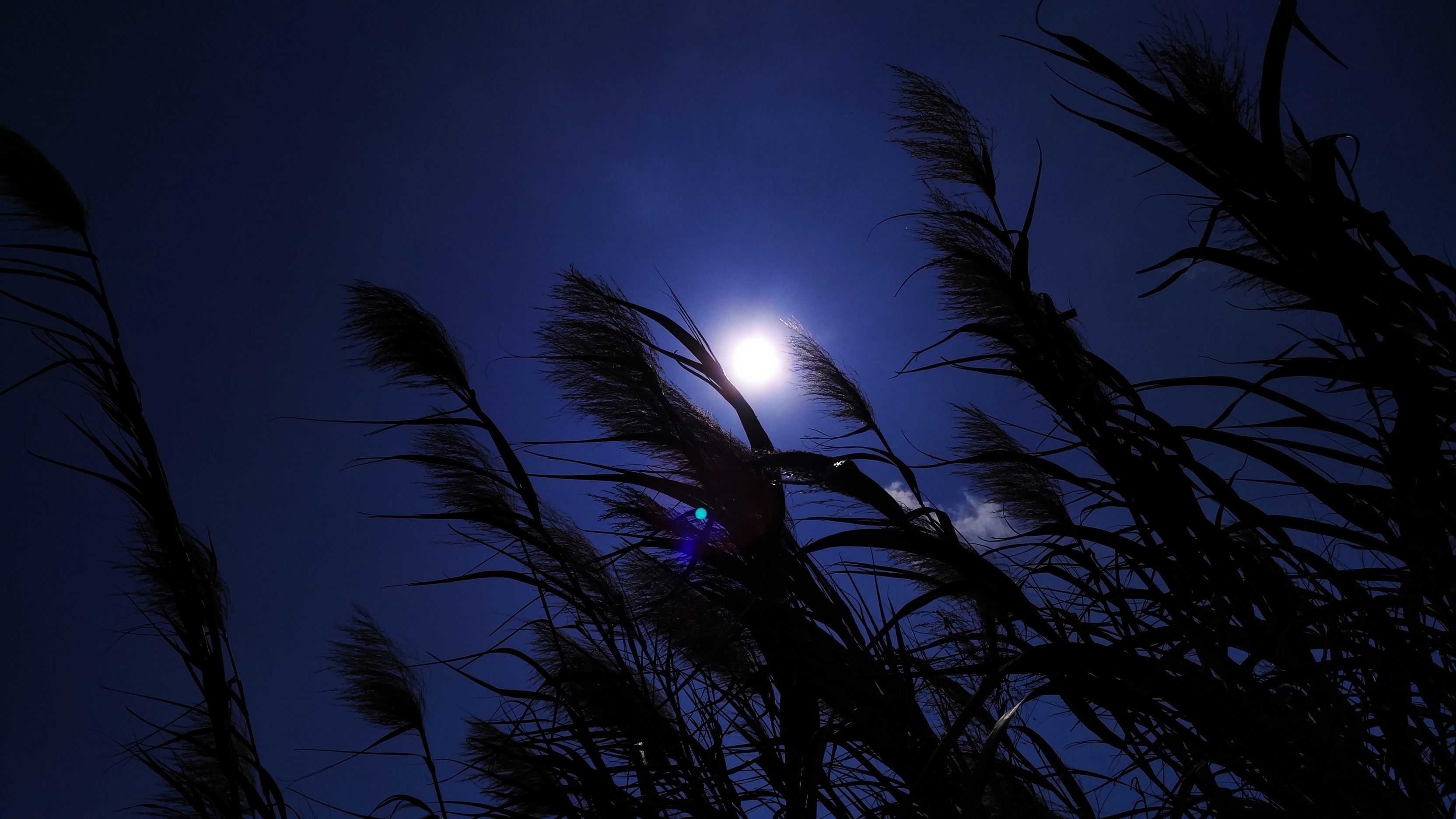 自然 夜景 月亮