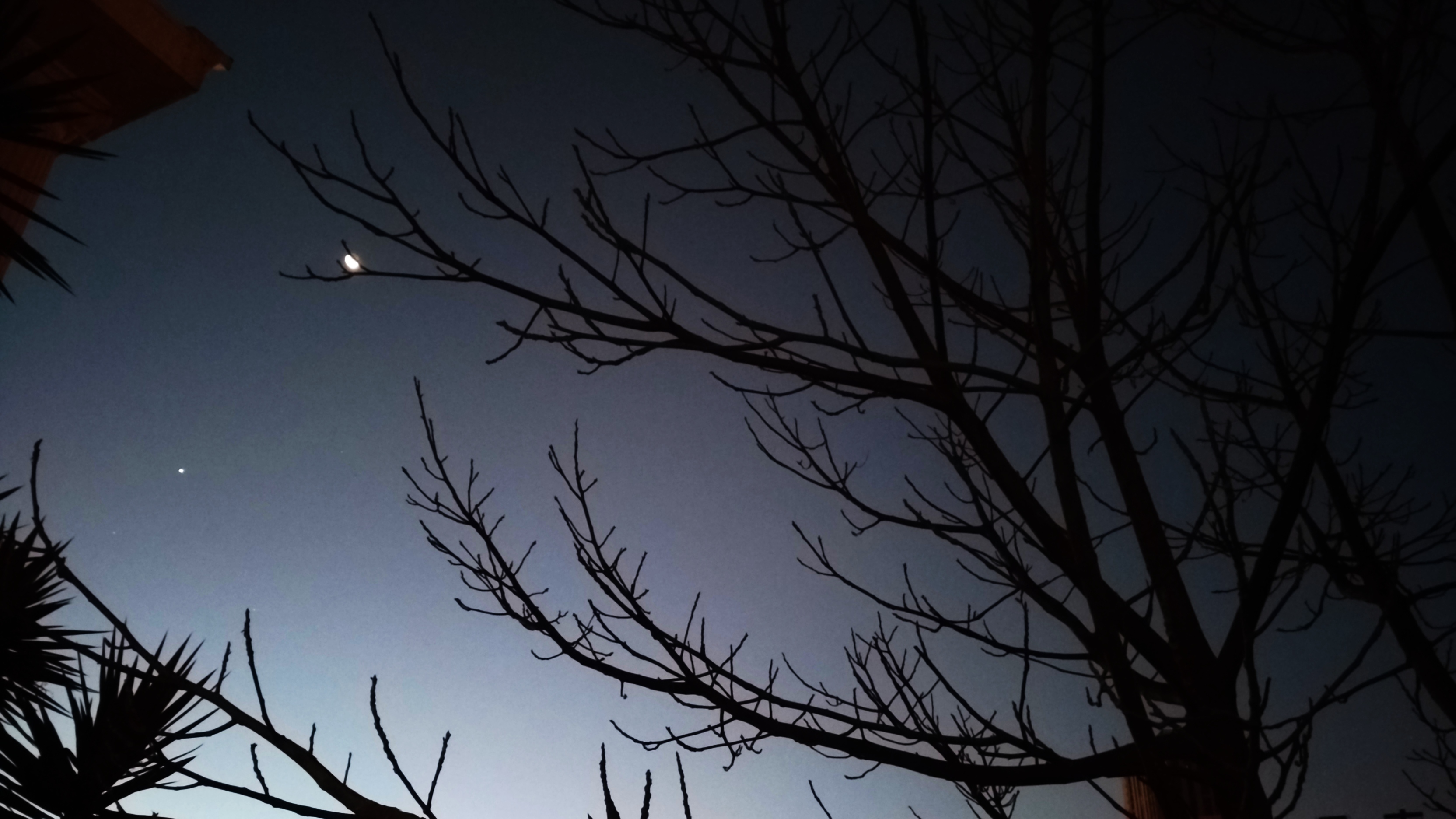 风景 自然 夜景 树木