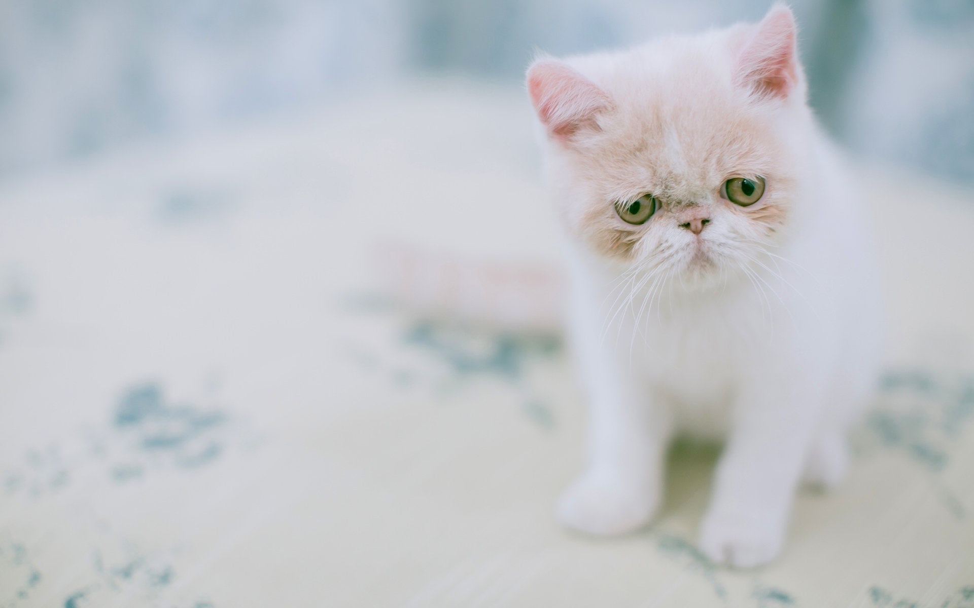 喵星人 白猫 可爱 忧伤