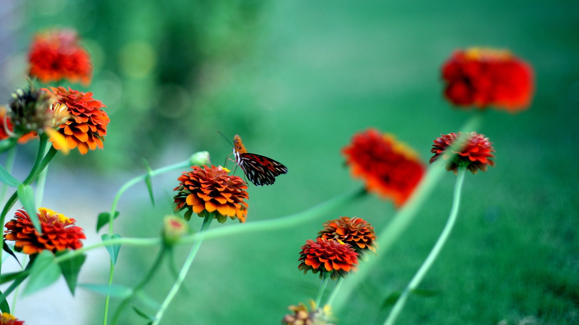 小清新 鸟语花香