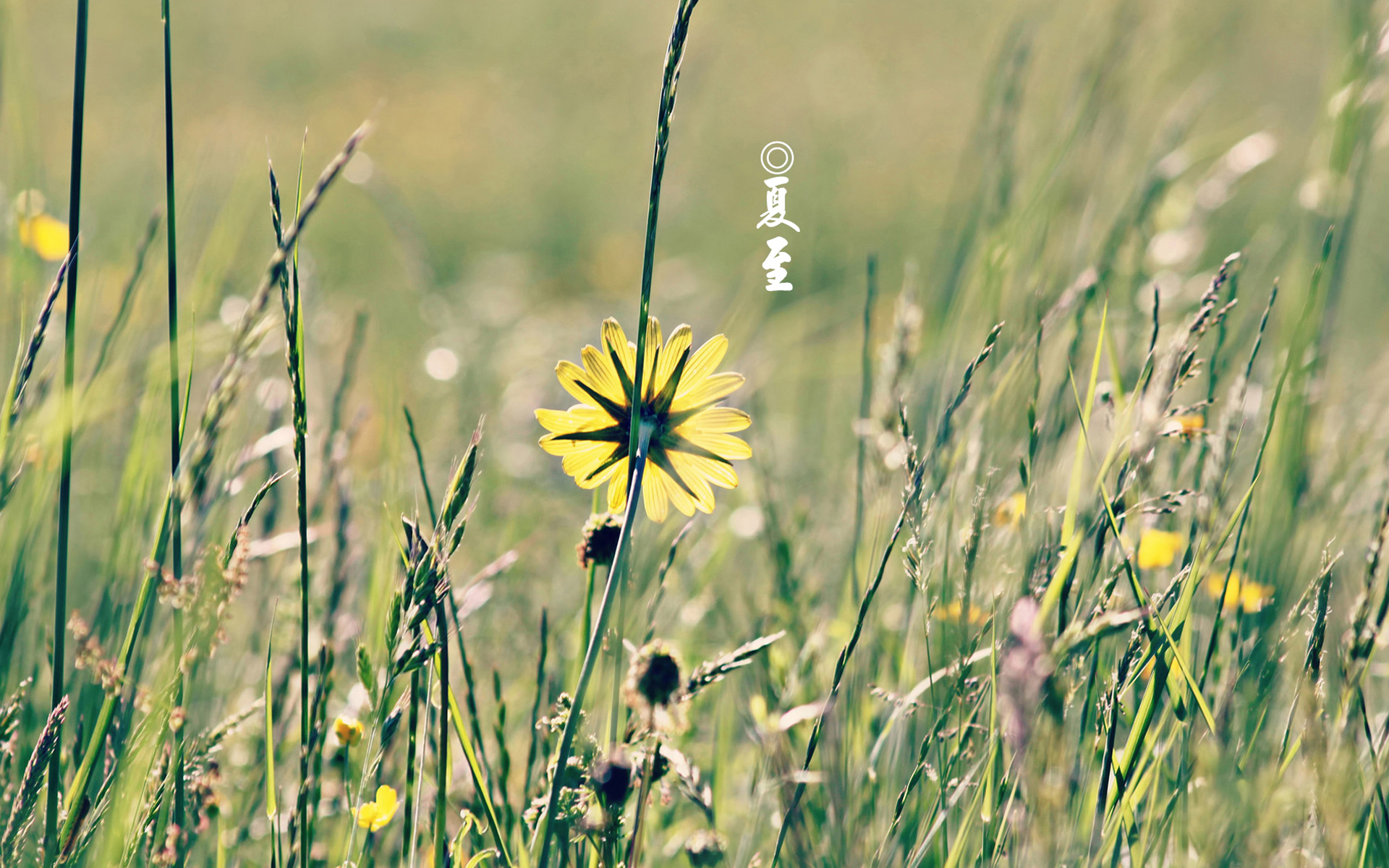 节气 二十四节气 夏至 中国 花卉