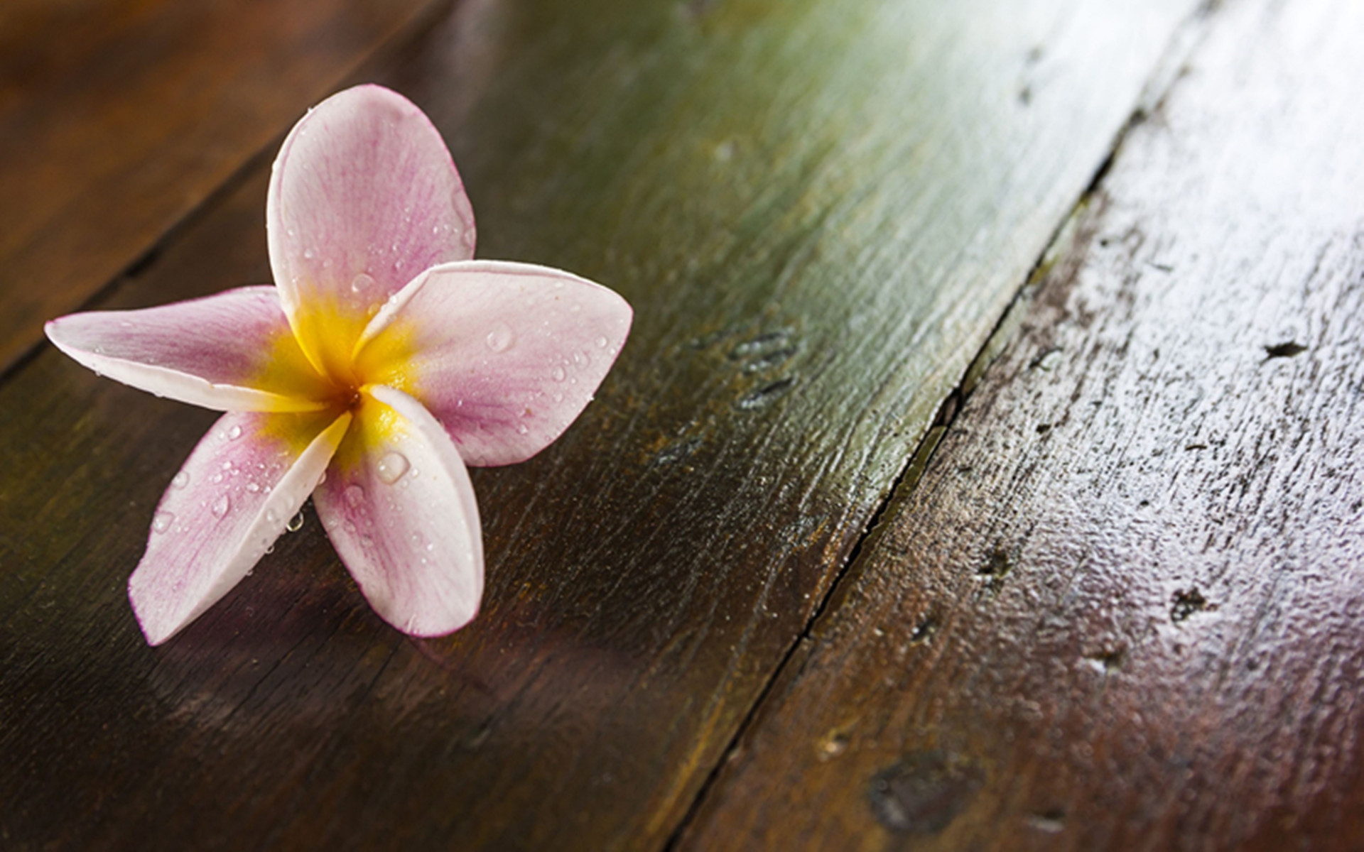 小清新 清新 简单 可爱 宽屏