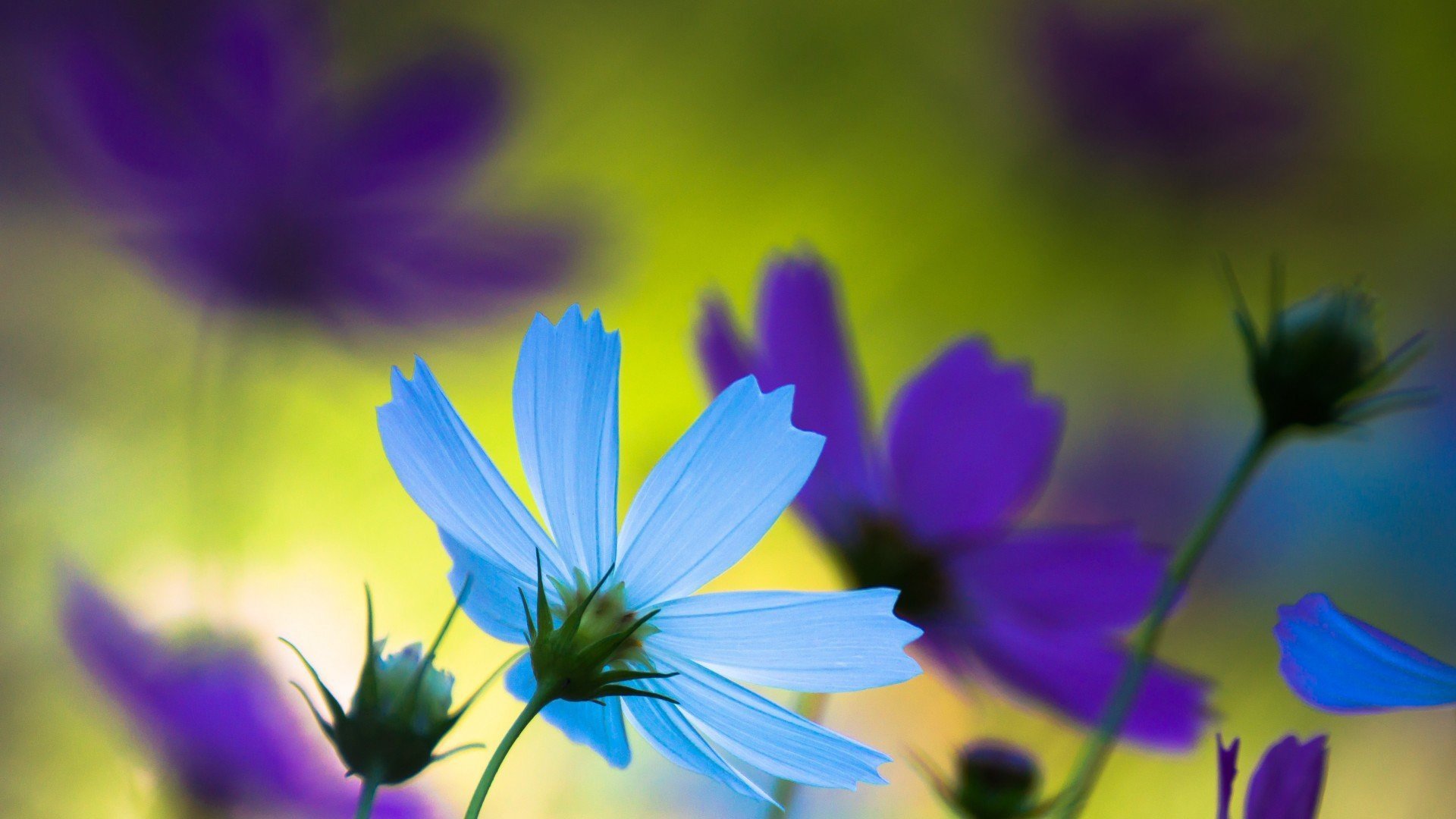 小清新 娇艳欲滴 花