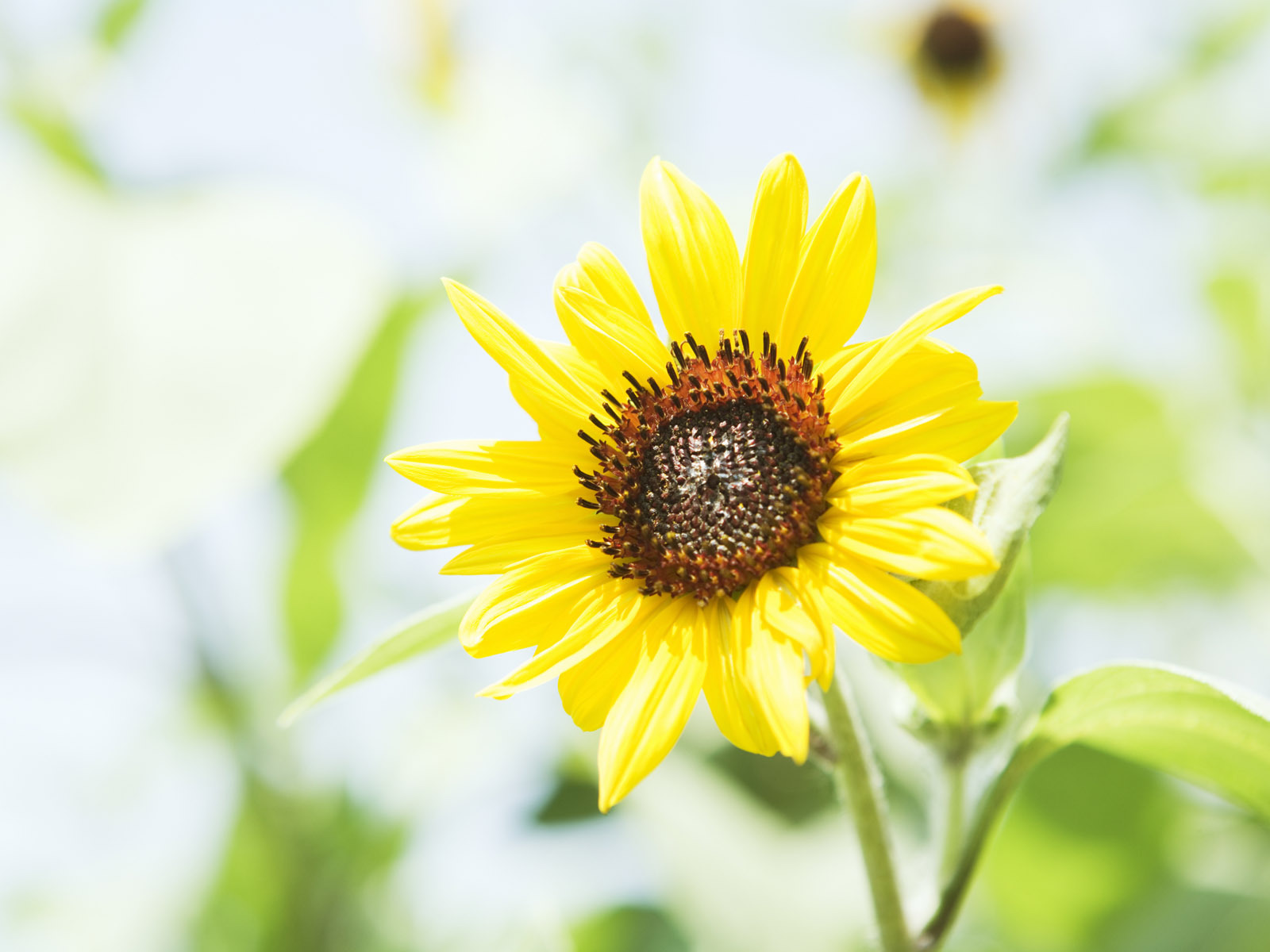 小清新 花朵 向日葵 鸟语花香