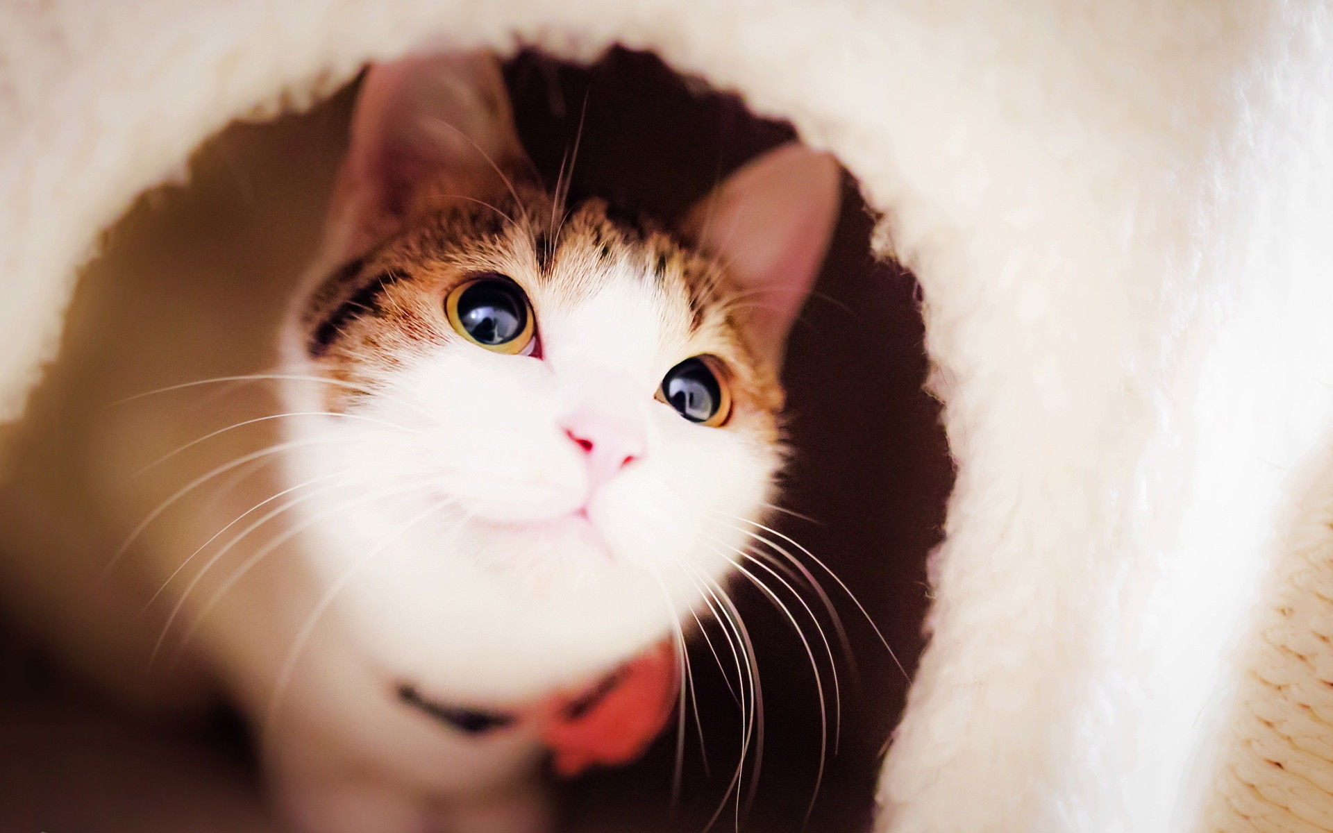 卖萌图 猫咪 可爱