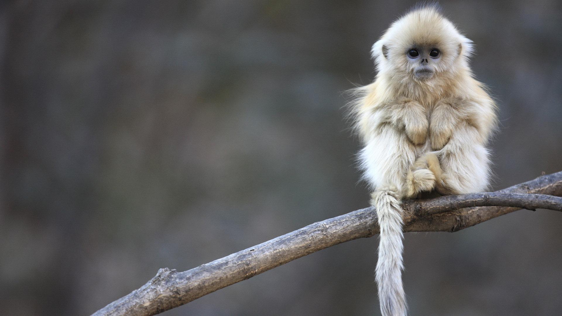 萌宠 猴子 呆萌 可爱