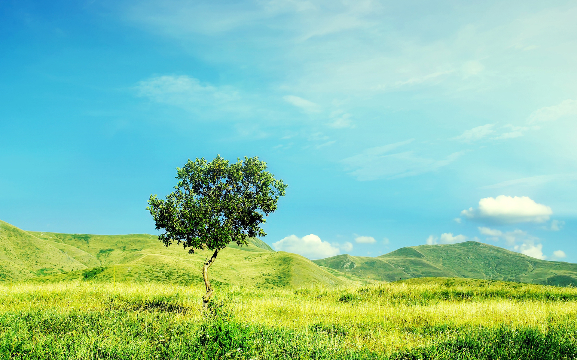 小清新 绿色 护眼壁纸 草地