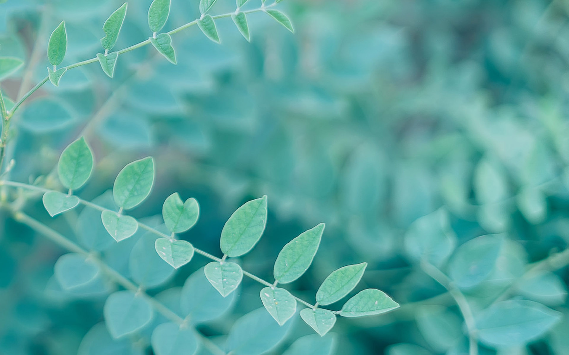 护眼壁纸  植物  绿色树叶