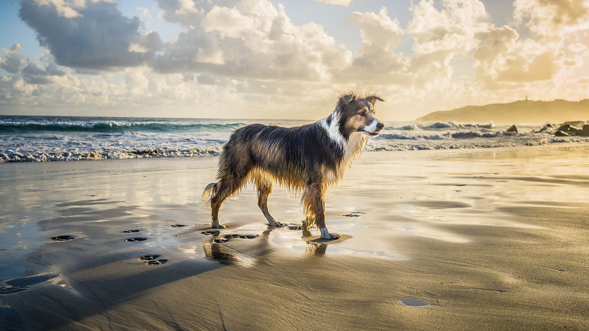 萌宠 动物 狗 汪星人