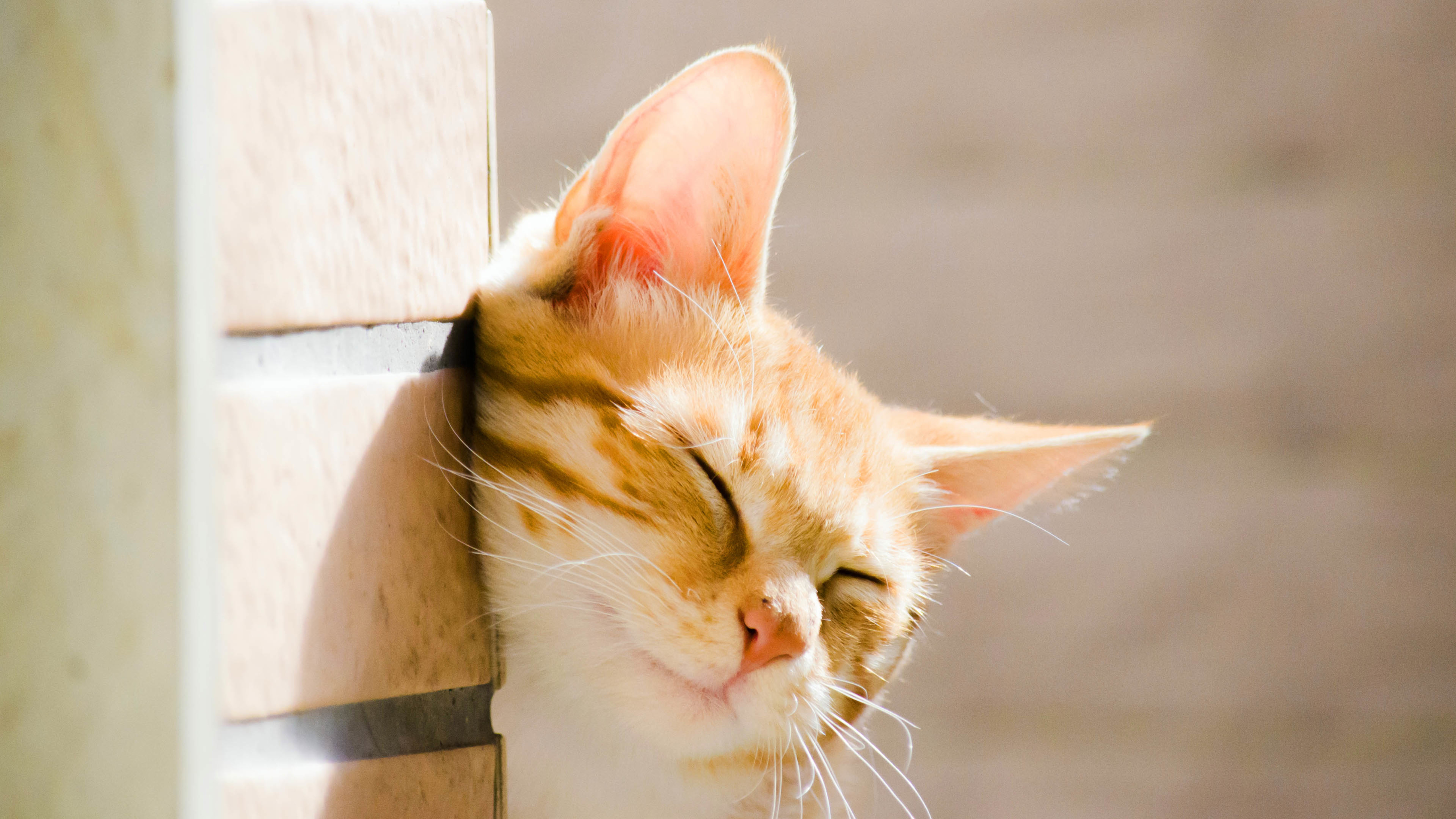 猫咪 慵懒 墙角