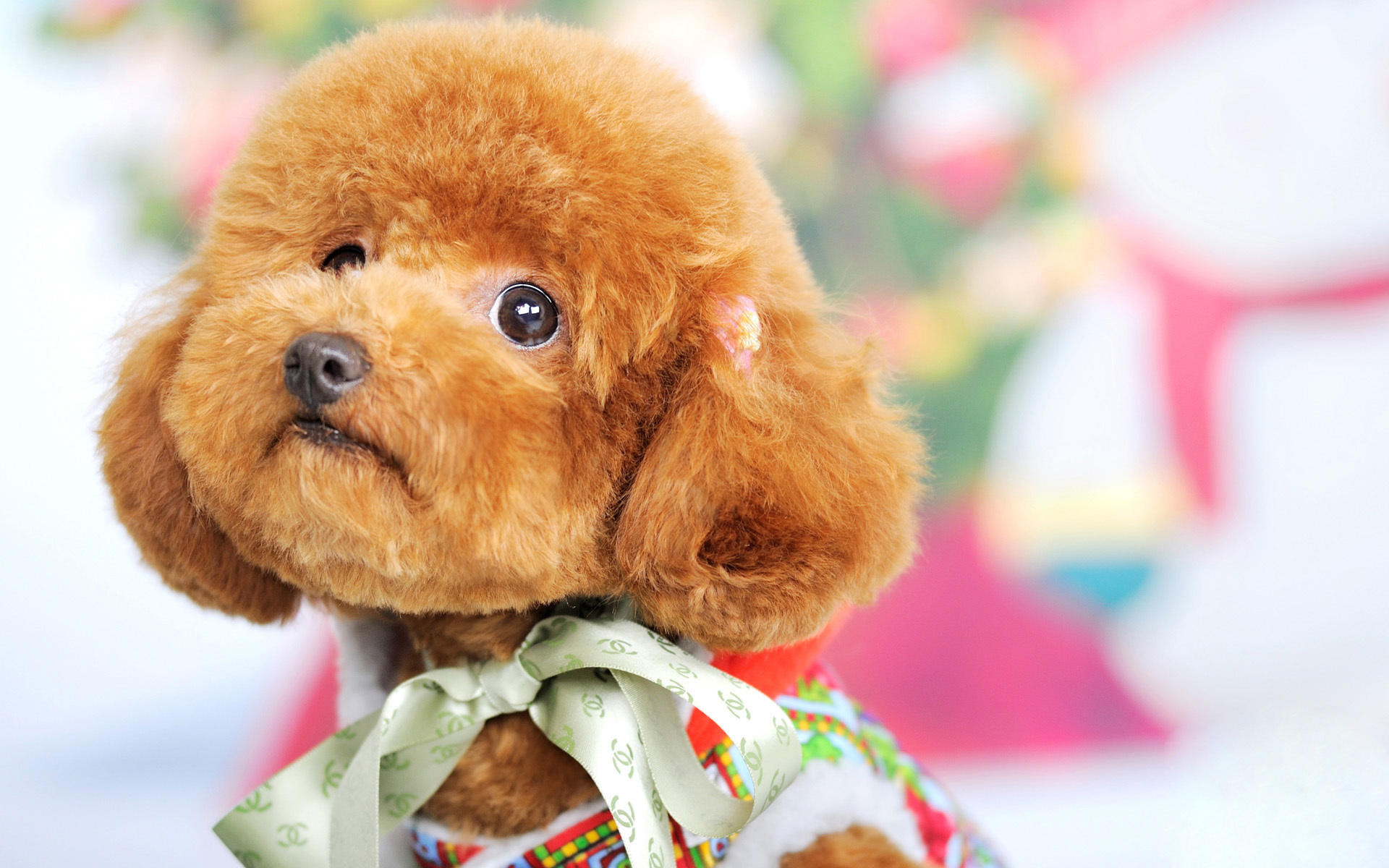 萌宠 汪星人 泰迪 可爱 呆萌 宽屏